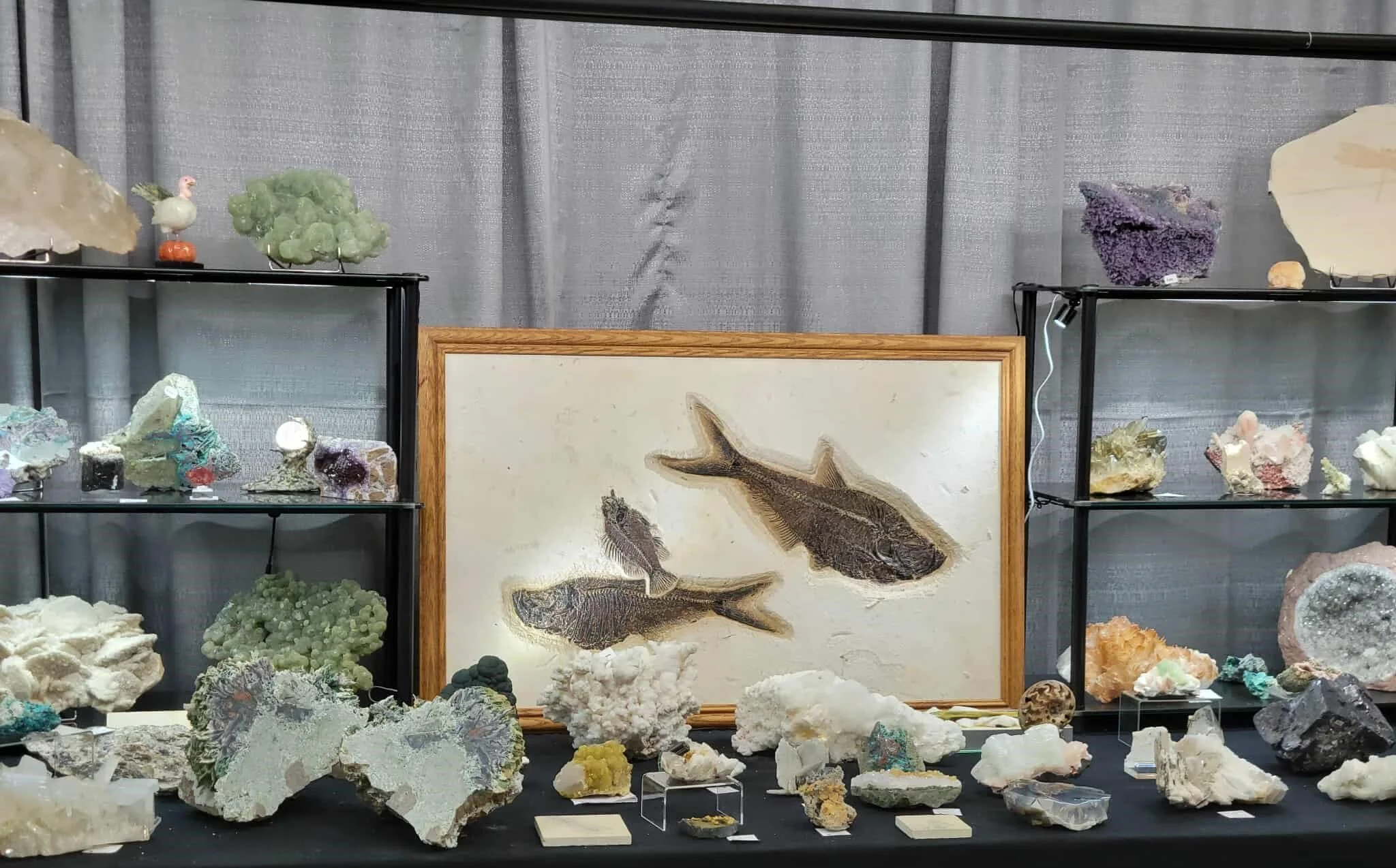 Display of various mineral and crystal specimens on black shelves, with a framed lizard illustration in the center and a gray curtain background.