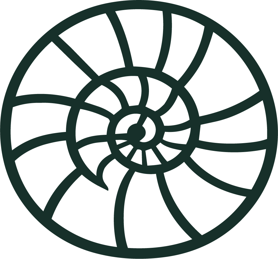A spiral shell with a dark outline, viewed from the top.