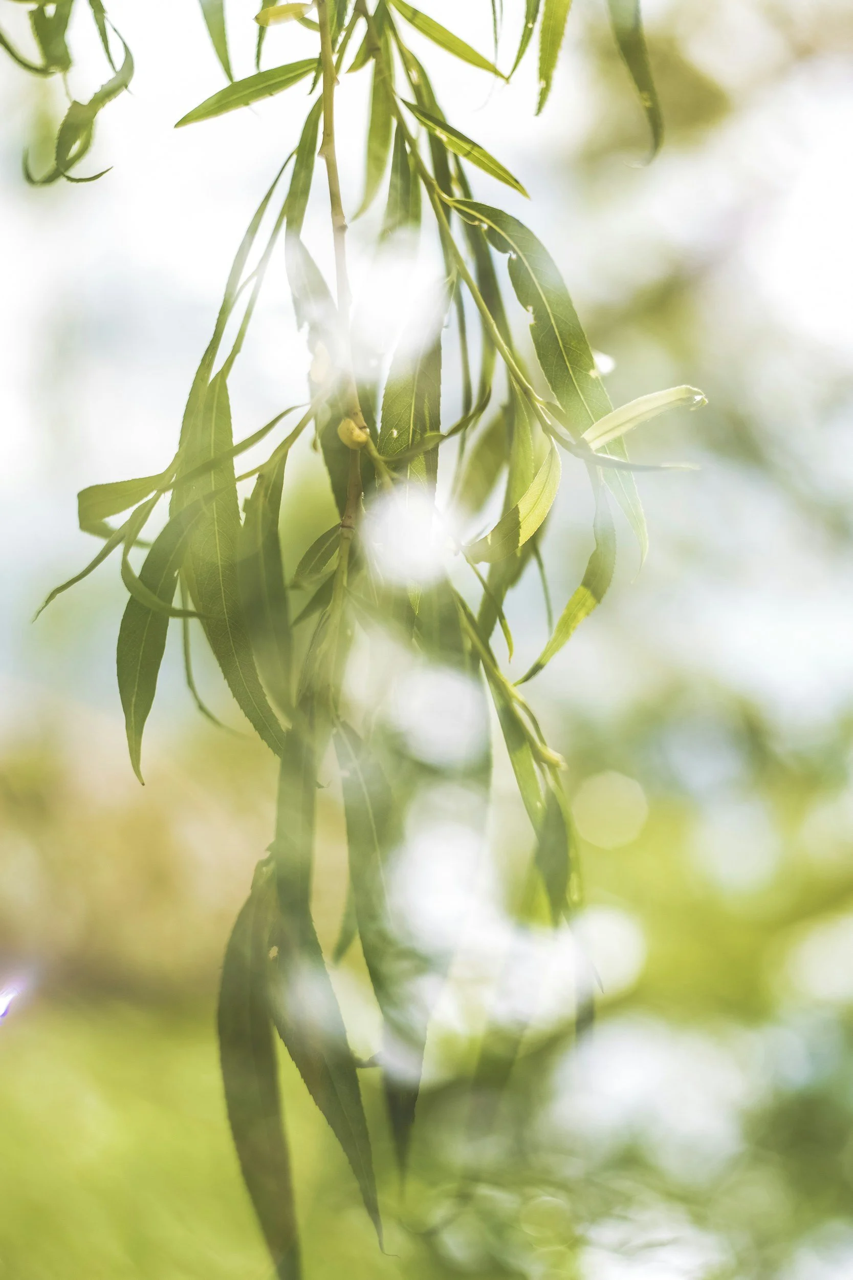 Close-up of green willow tree leaves with sunlight shining through