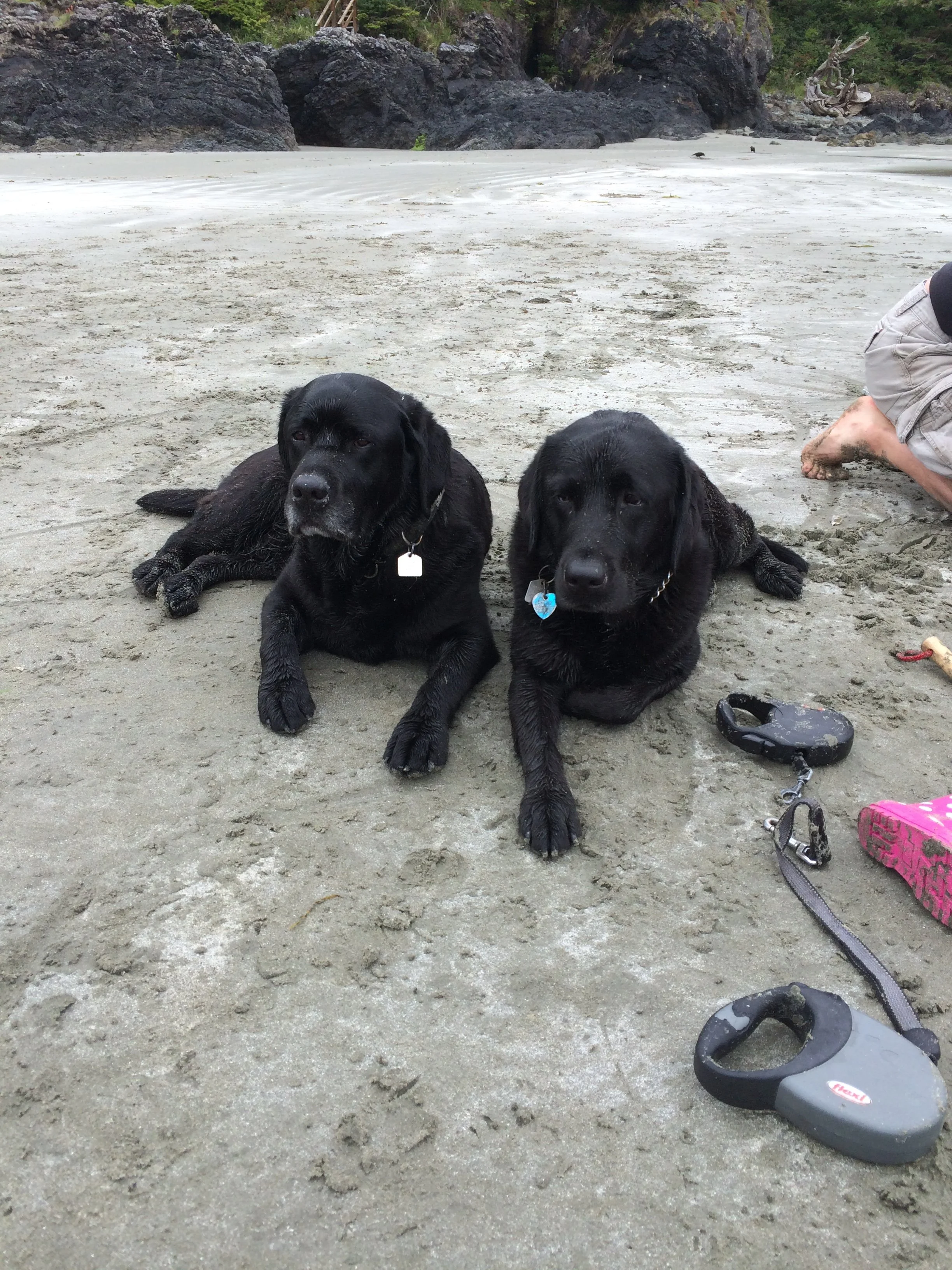 Two black Labrador puppies lying on a sandy beach near a person and some beach toys, with rocks and greenery in the background.