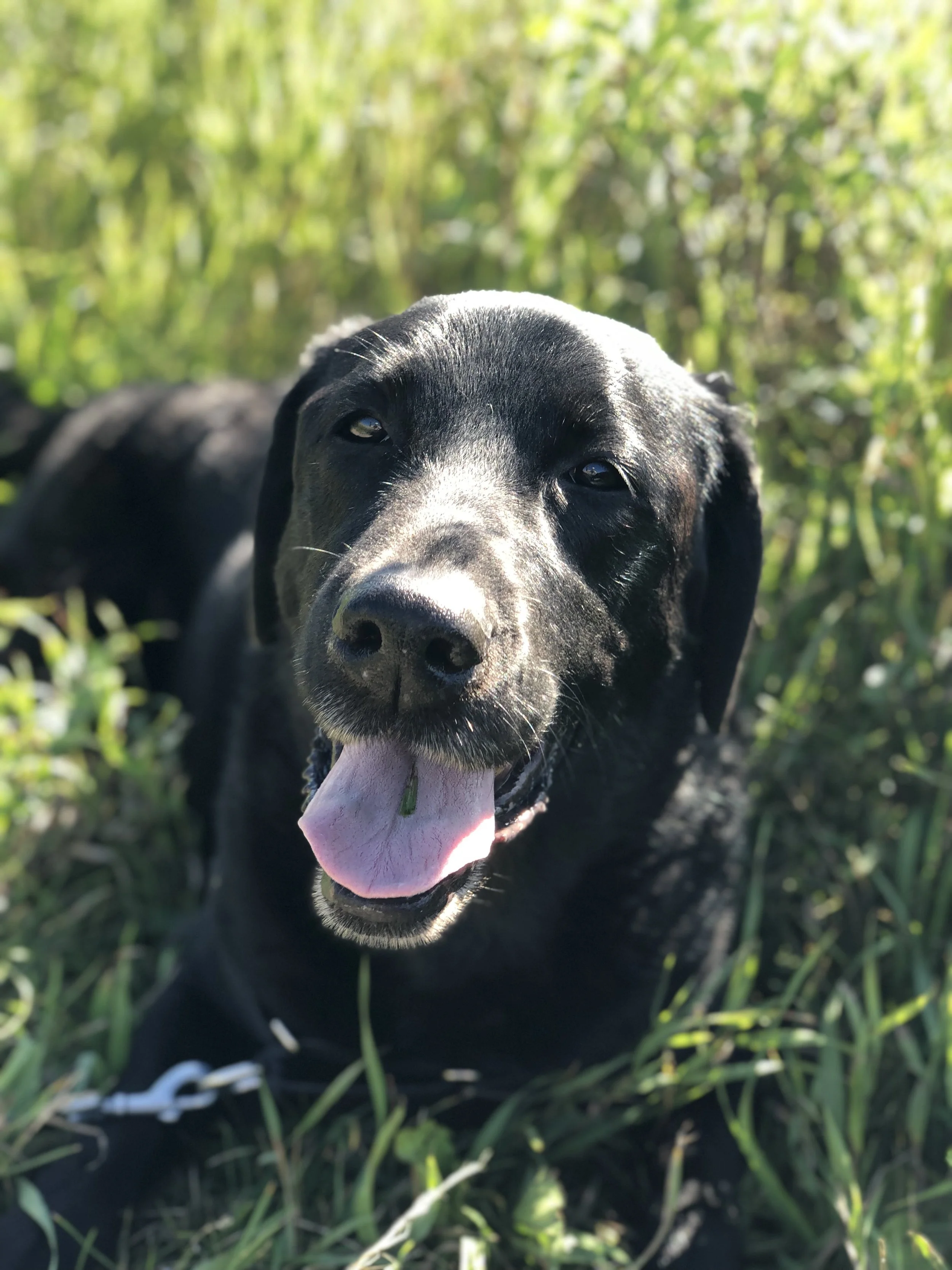 Black puppy with white markings on face, lying on grass, with tongue out, outdoors in sunny weather.