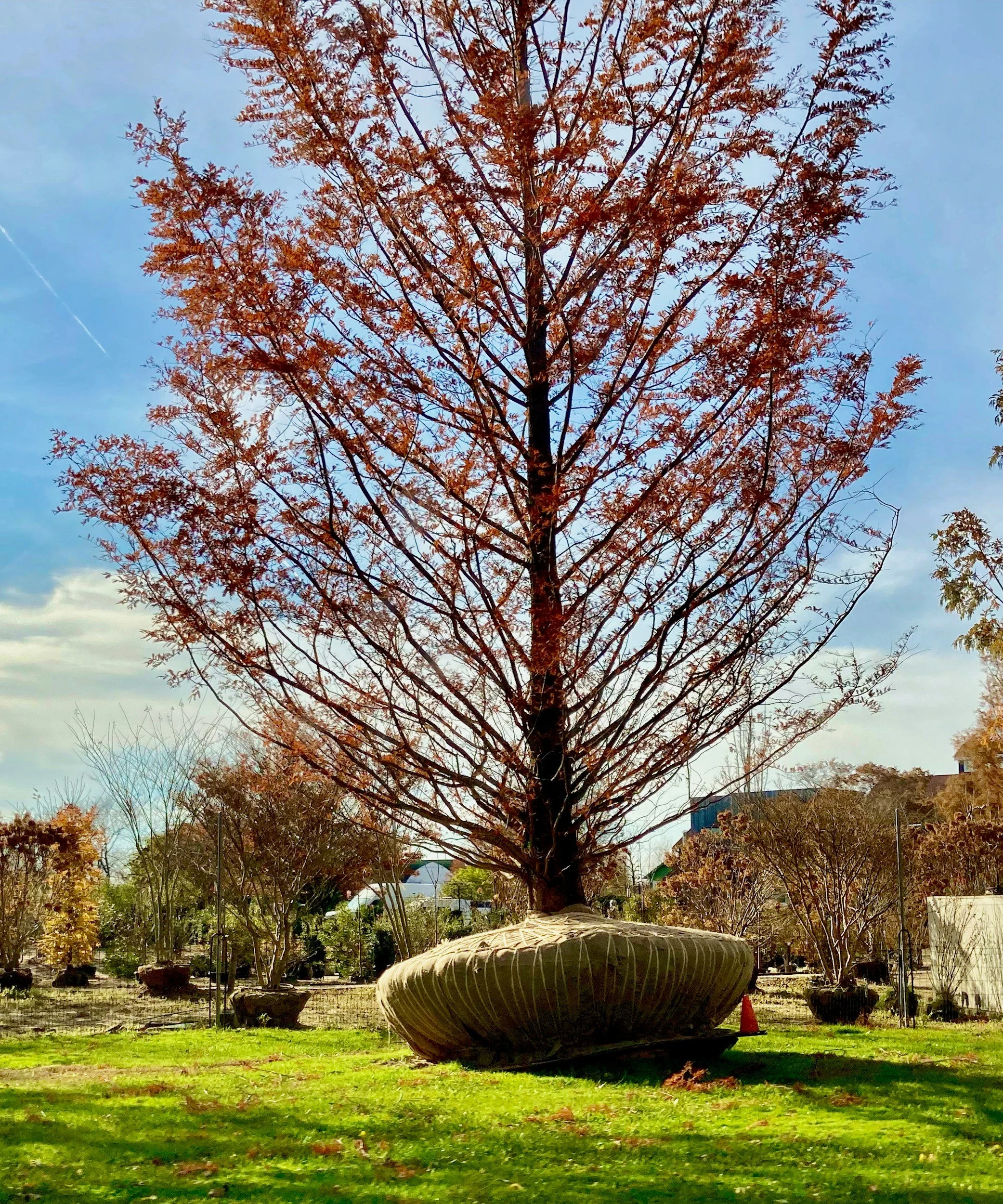 A large, leafless tree with reddish-brown autumn leaves in a park or garden. In the foreground is a large, round, beige stone fountain or planter. The grass is green, and there are bushes and other trees with sparse leaves. Buildings are visible in the background under a blue sky with some clouds.