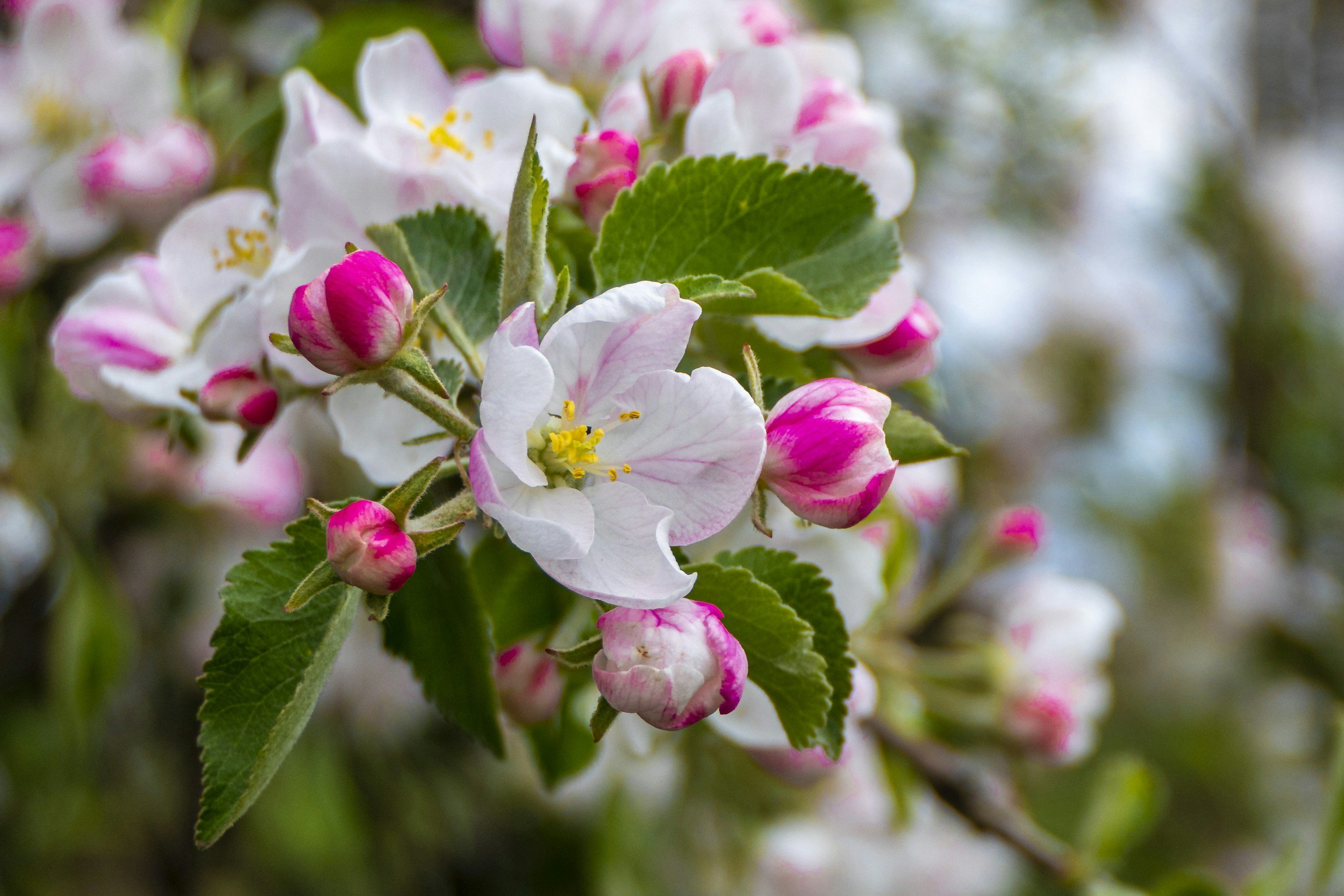 Close-up of apple blossoms with white and pink petals, yellow stamens, and green leaves.