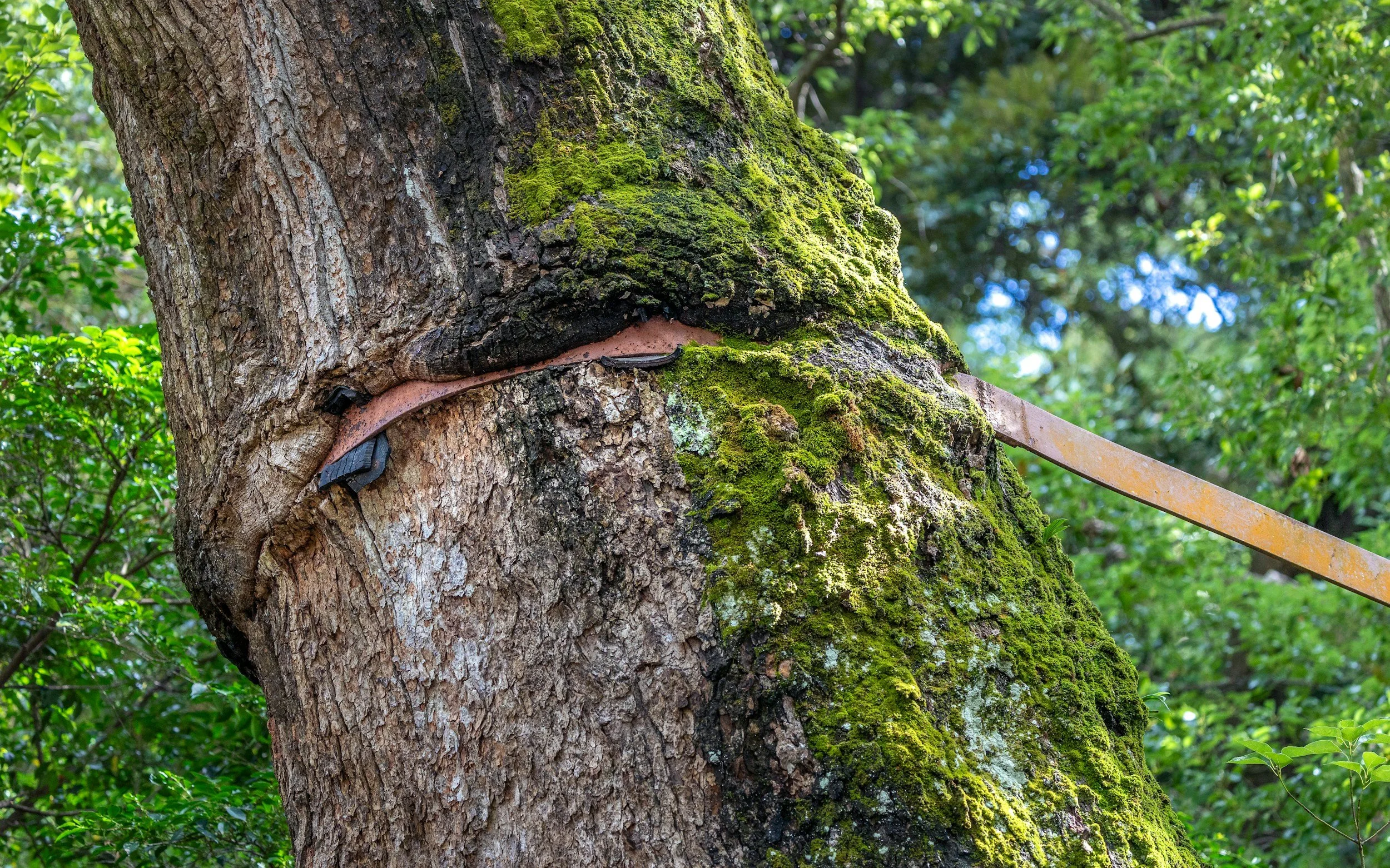A close-up view of a moss-covered tree trunk with a metal band wrapped around it, set in a lush green forest.