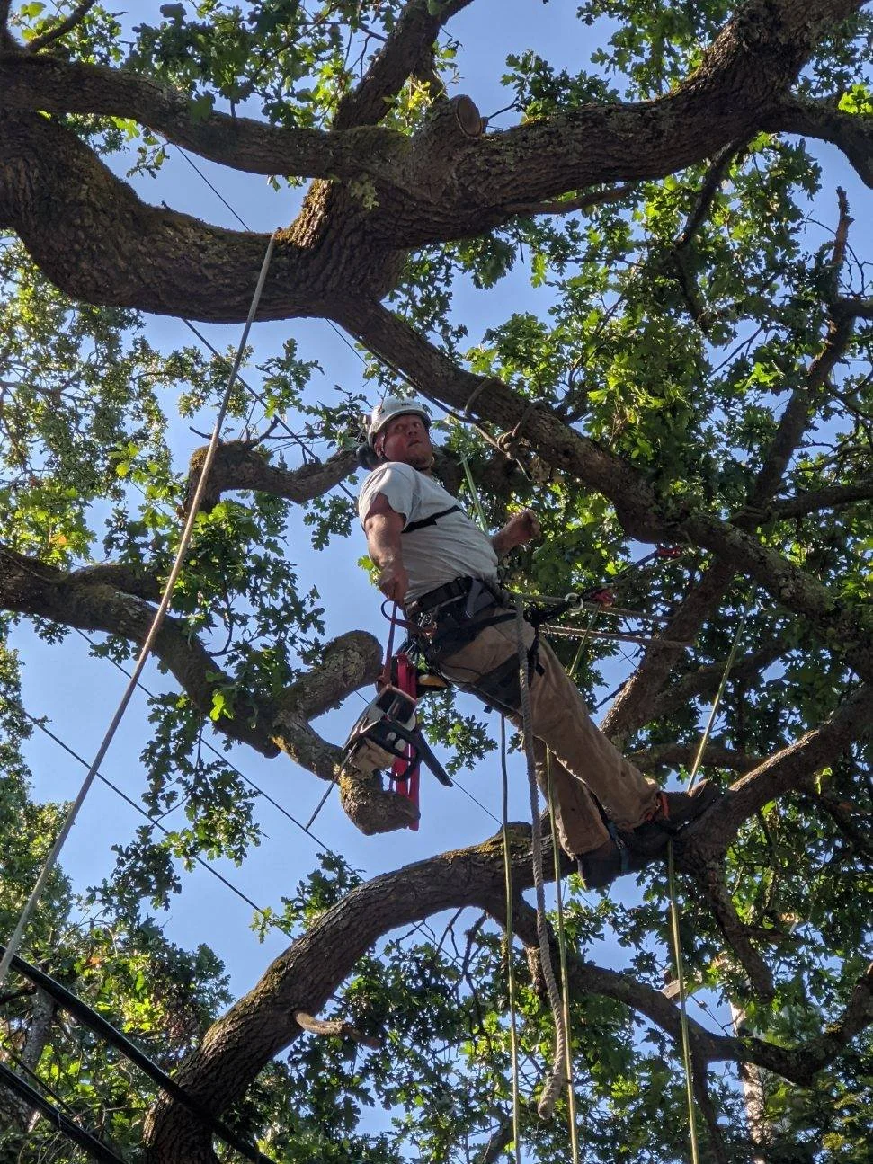 A man wearing a helmet and harness climbing a large tree with green leaves and blue sky visible in the background.