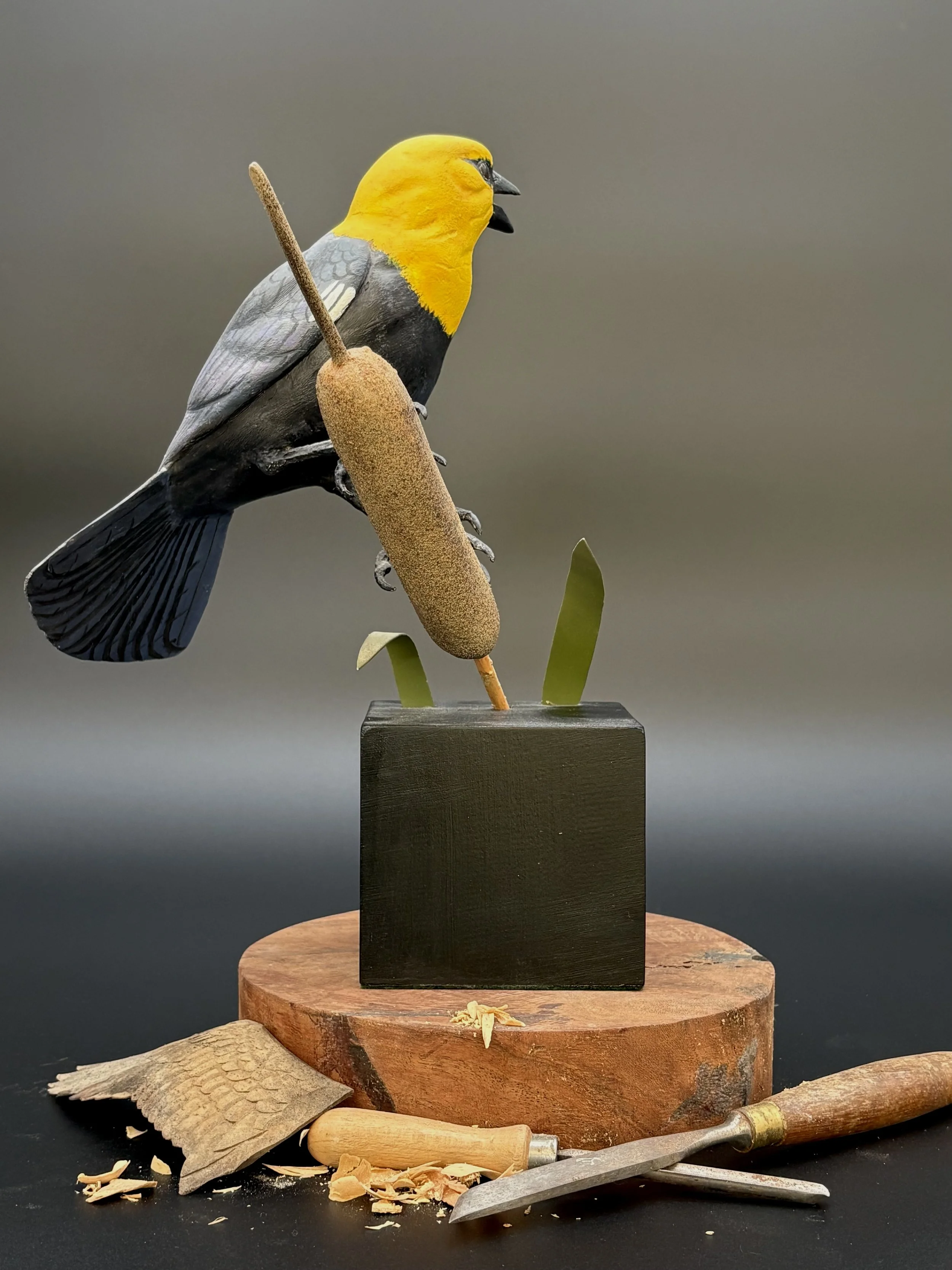 Don Hovie_Yellow-HeadedBlackbird_015_5.jpeg