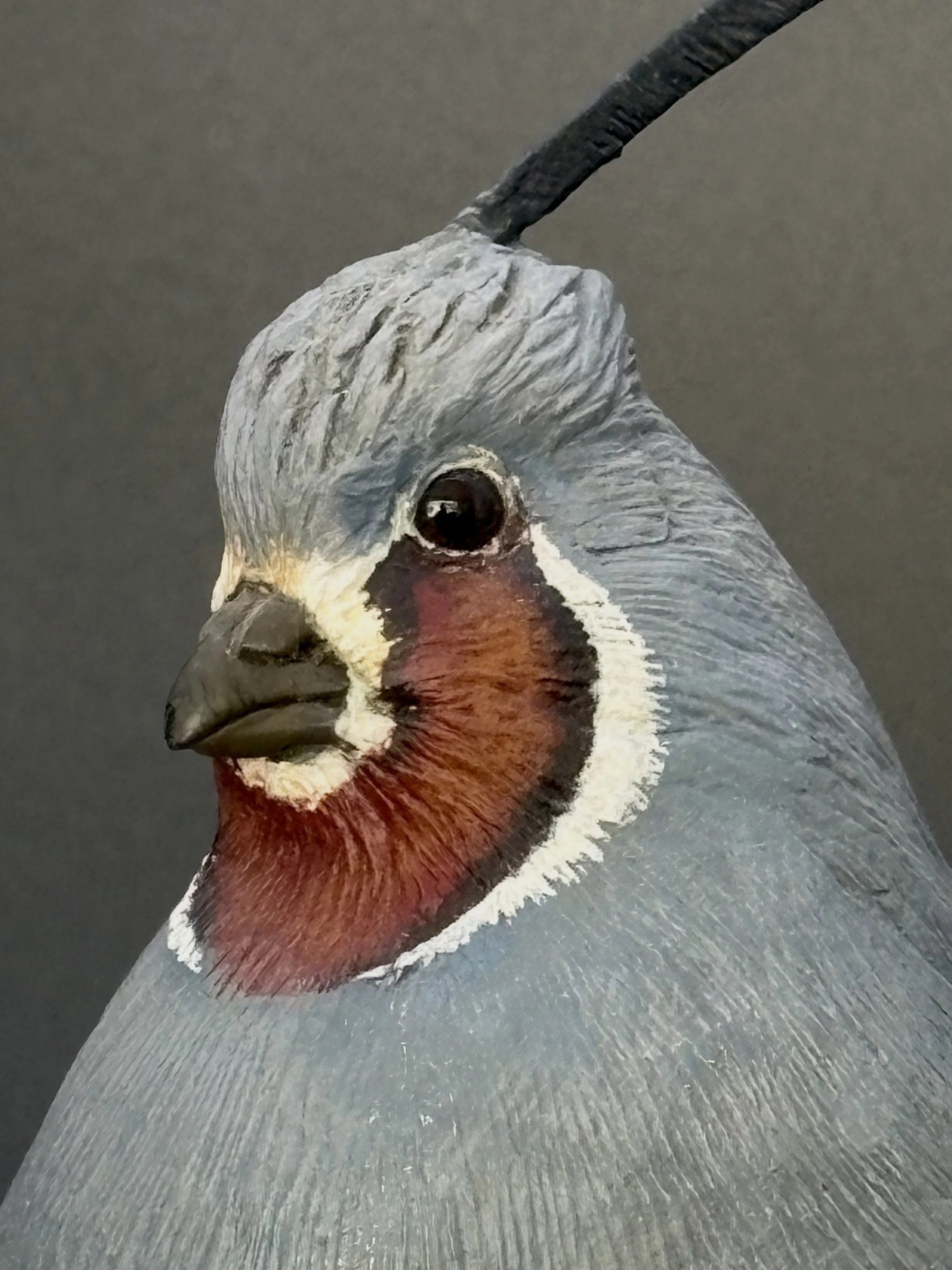 Don Hovie_MountainQuail_021_7.jpeg