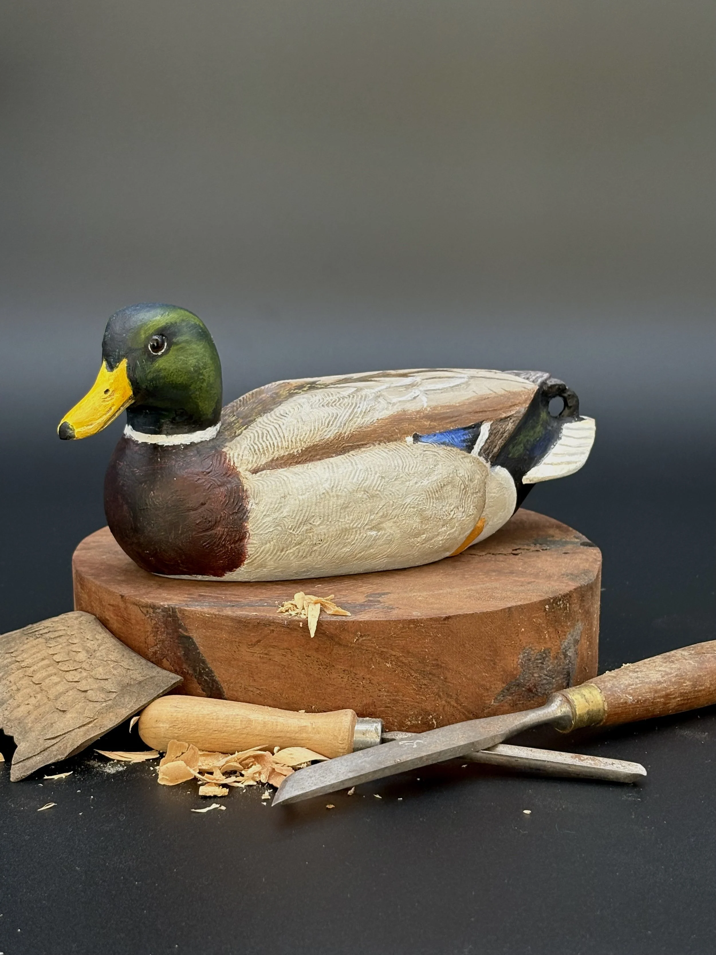 Mallard_012_3.jpeg