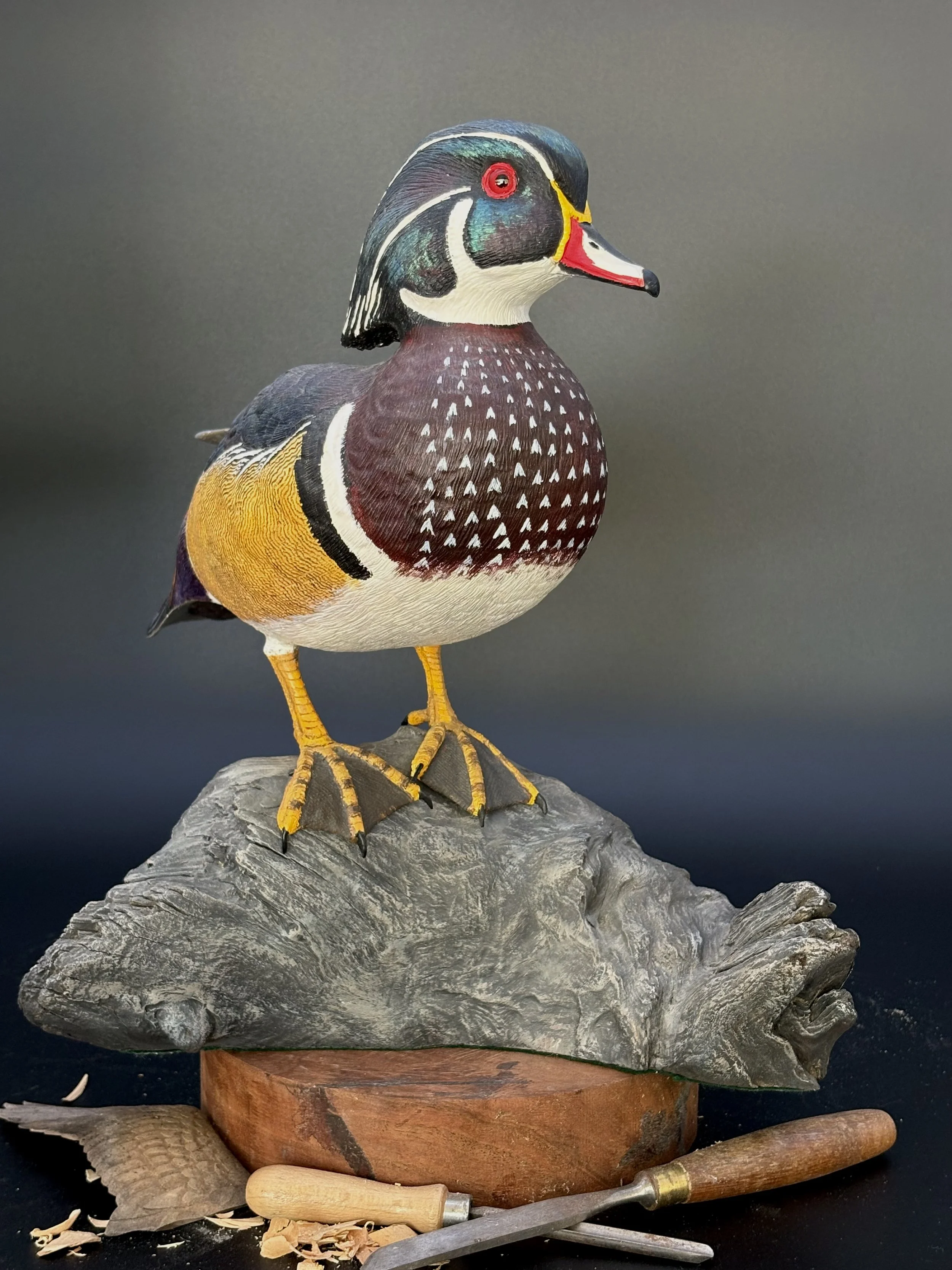 Don Hovie_Male Wood Duck on Log_022_1.jpeg
