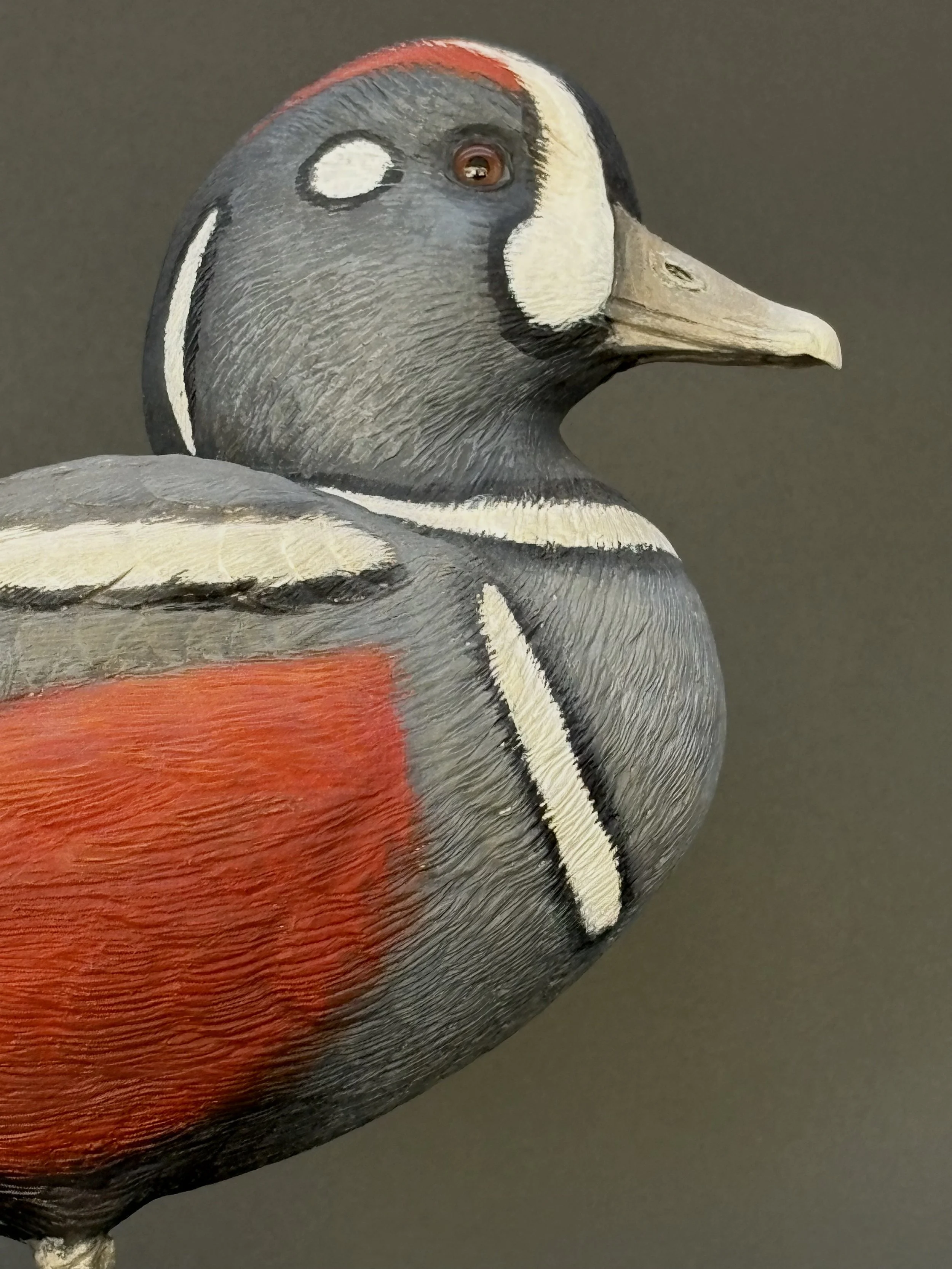 Don Hovie_Harlequin Duck_020_10.jpeg