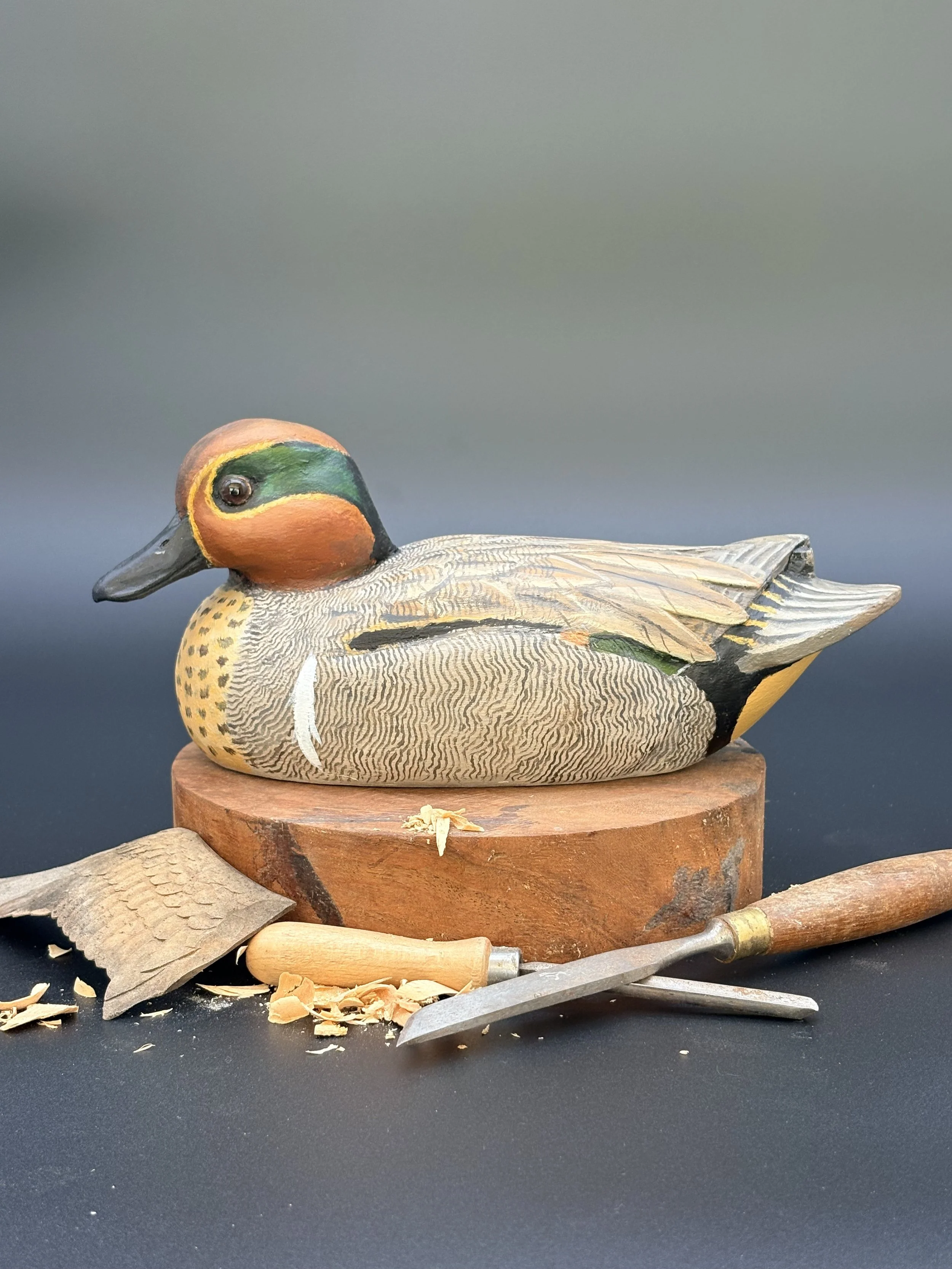 Don Hovie_GreenWingedTeal_0073.jpeg