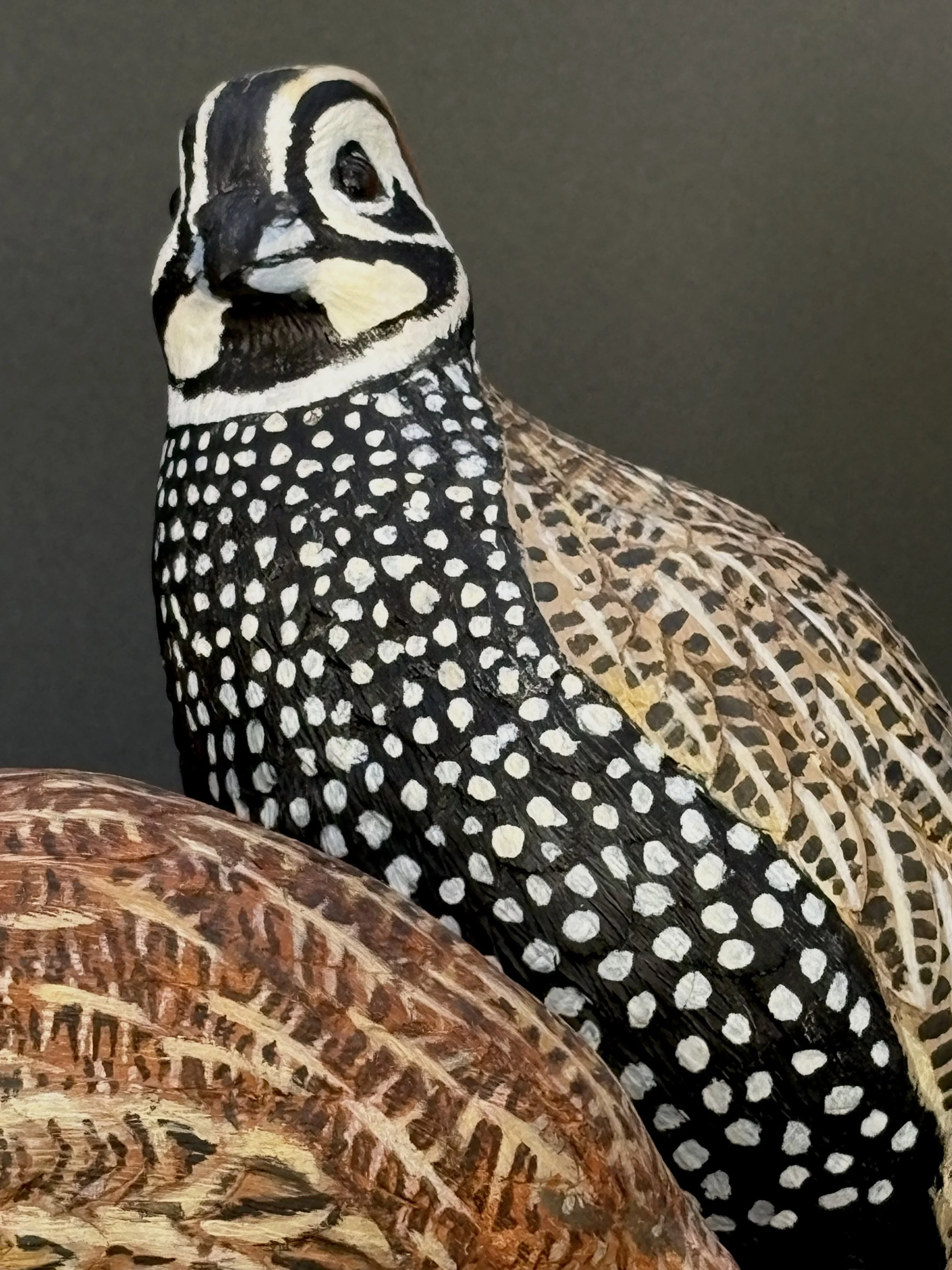 Don Hovie_Montezuma Quail Pair_023_7.jpeg