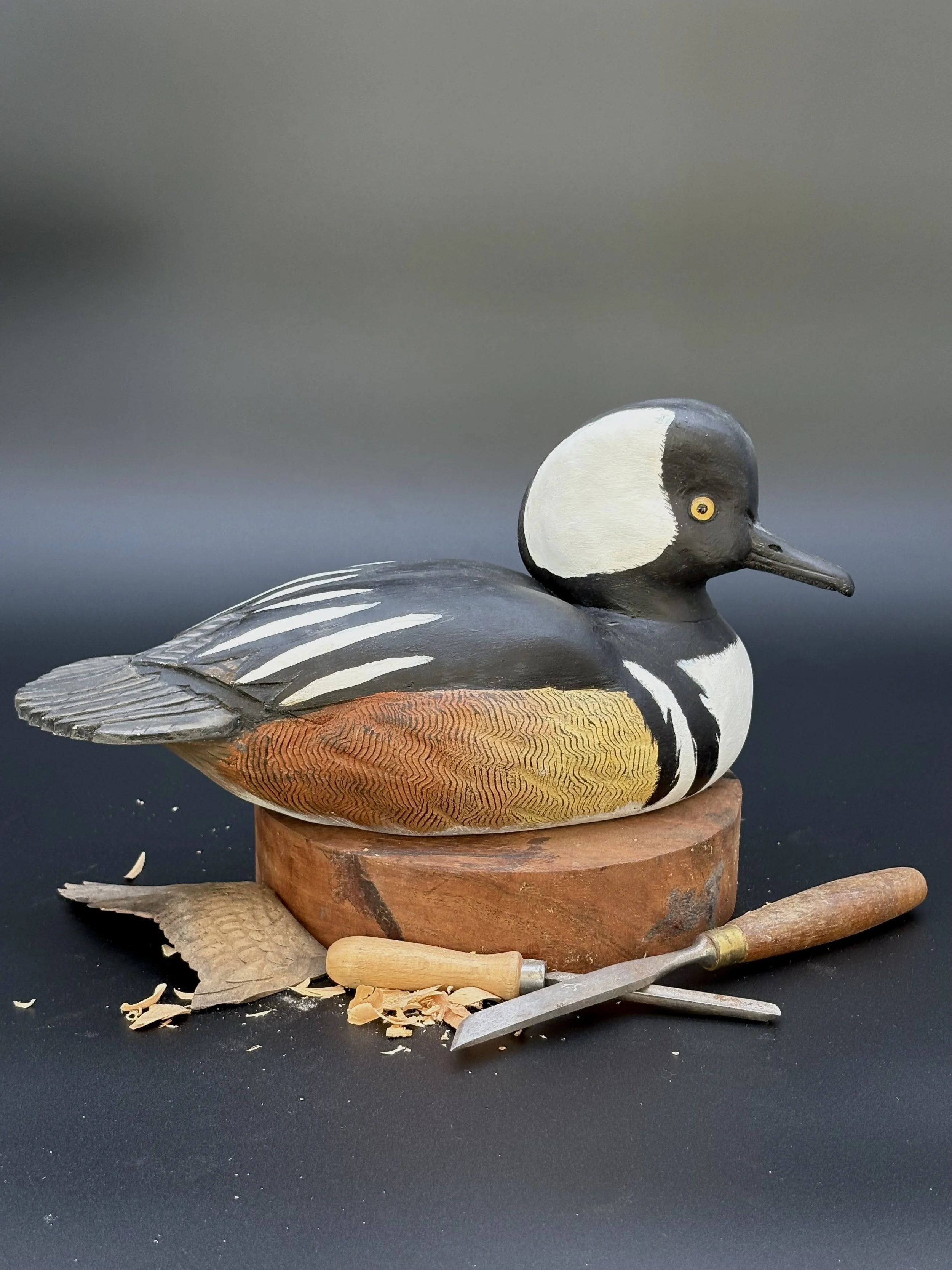 Don Hovie_Hooded Merganser_017_1.jpeg