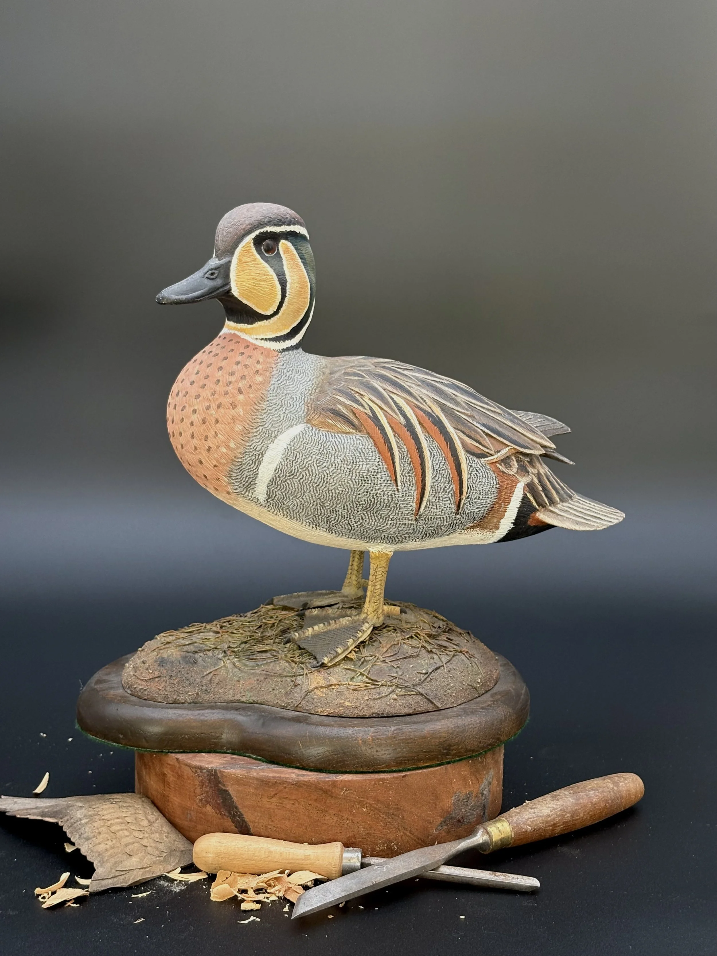 Don Hovie_Baikal Teal_019_2.jpeg