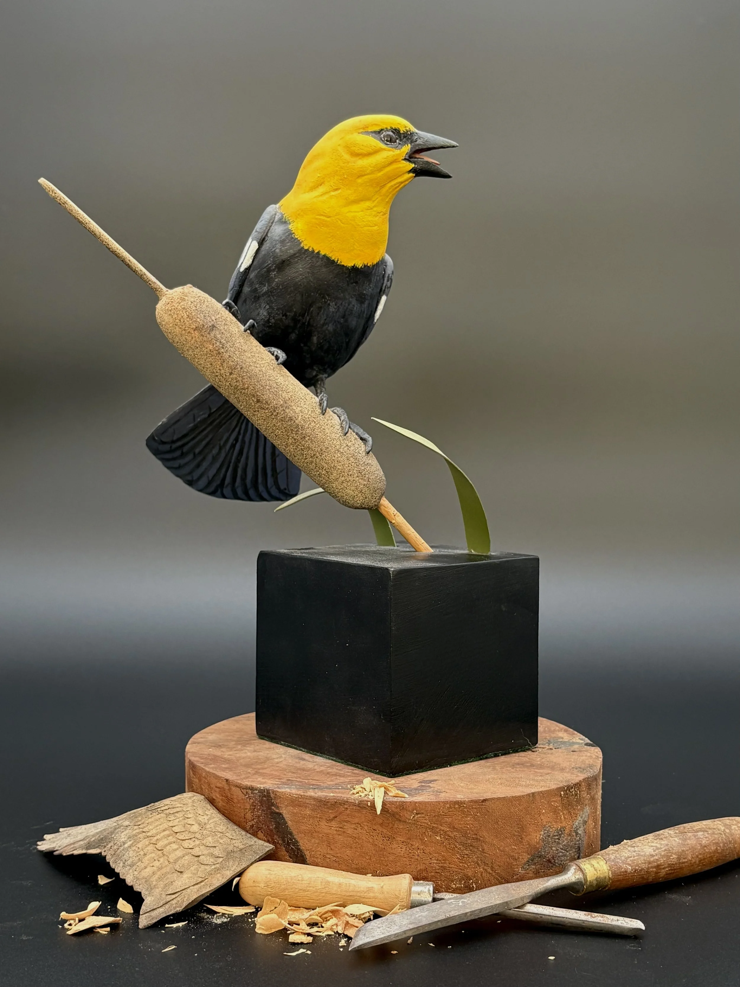 Don Hovie_Yellow-HeadedBlackbird_015_6.jpeg