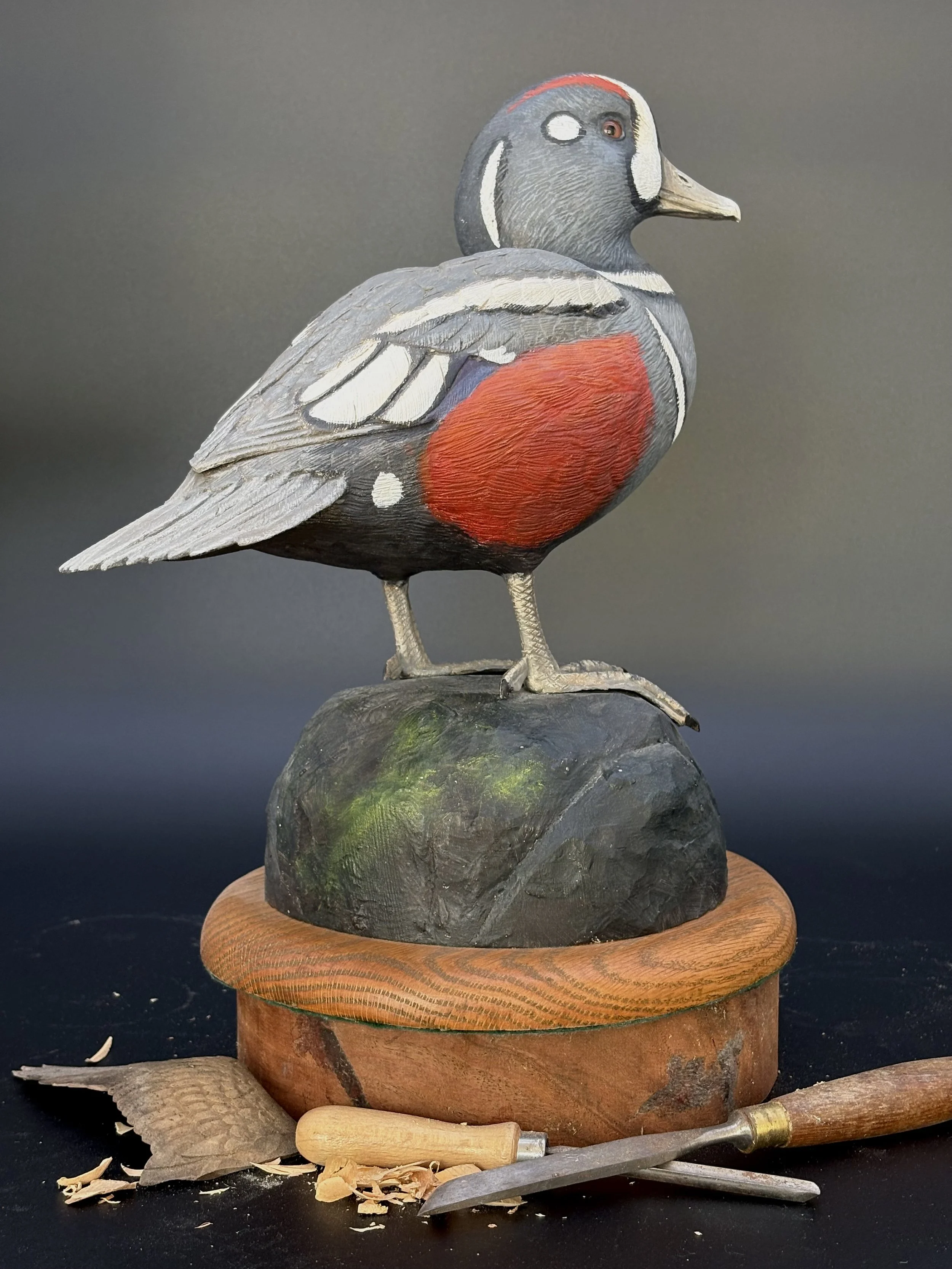 Don Hovie_Harlequin Duck_020_6.jpeg
