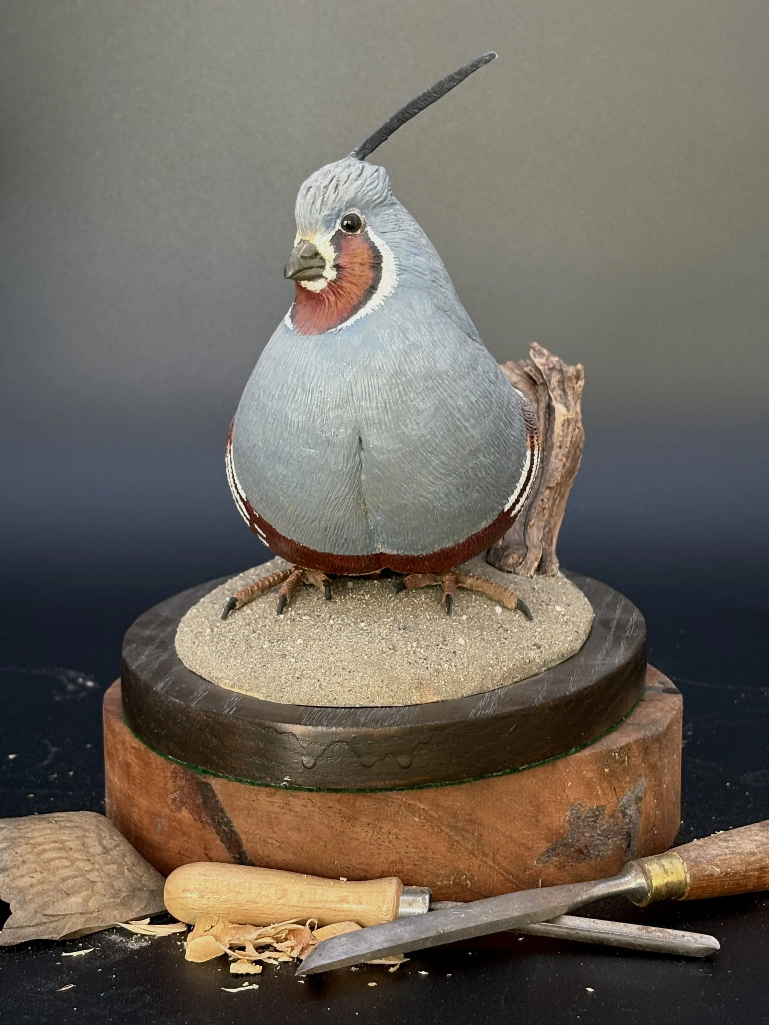 Don Hovie_MountainQuail_021_6.jpeg