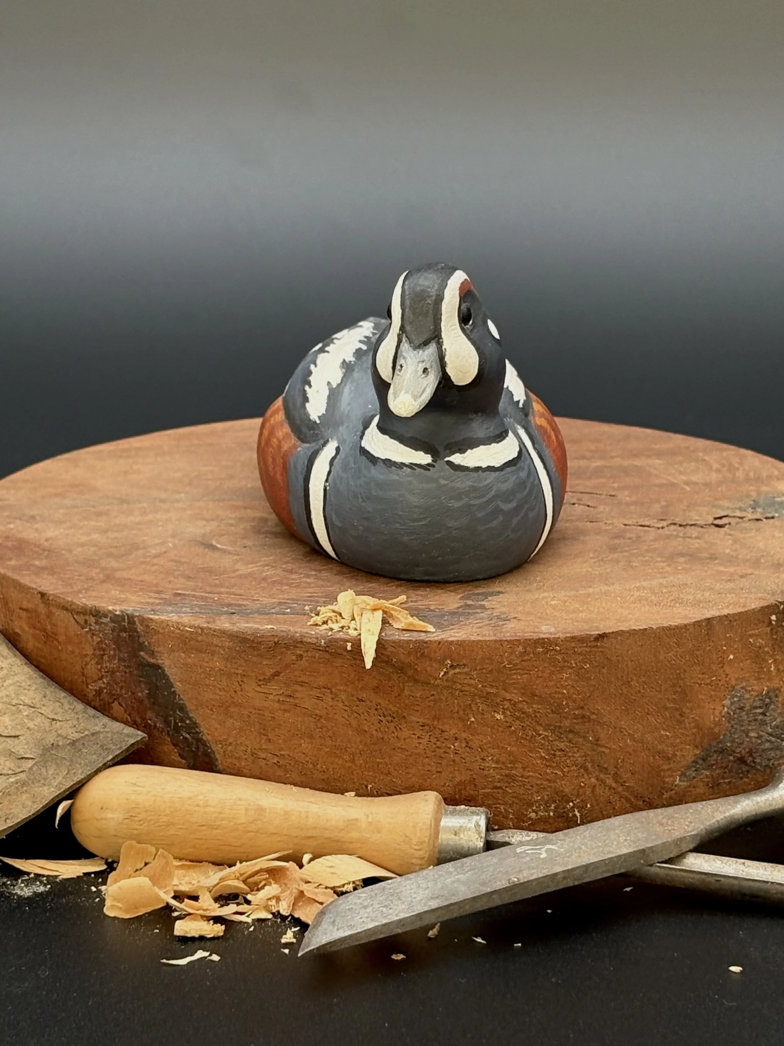 Don Hovie_Harlequin Duck_008_1.jpeg