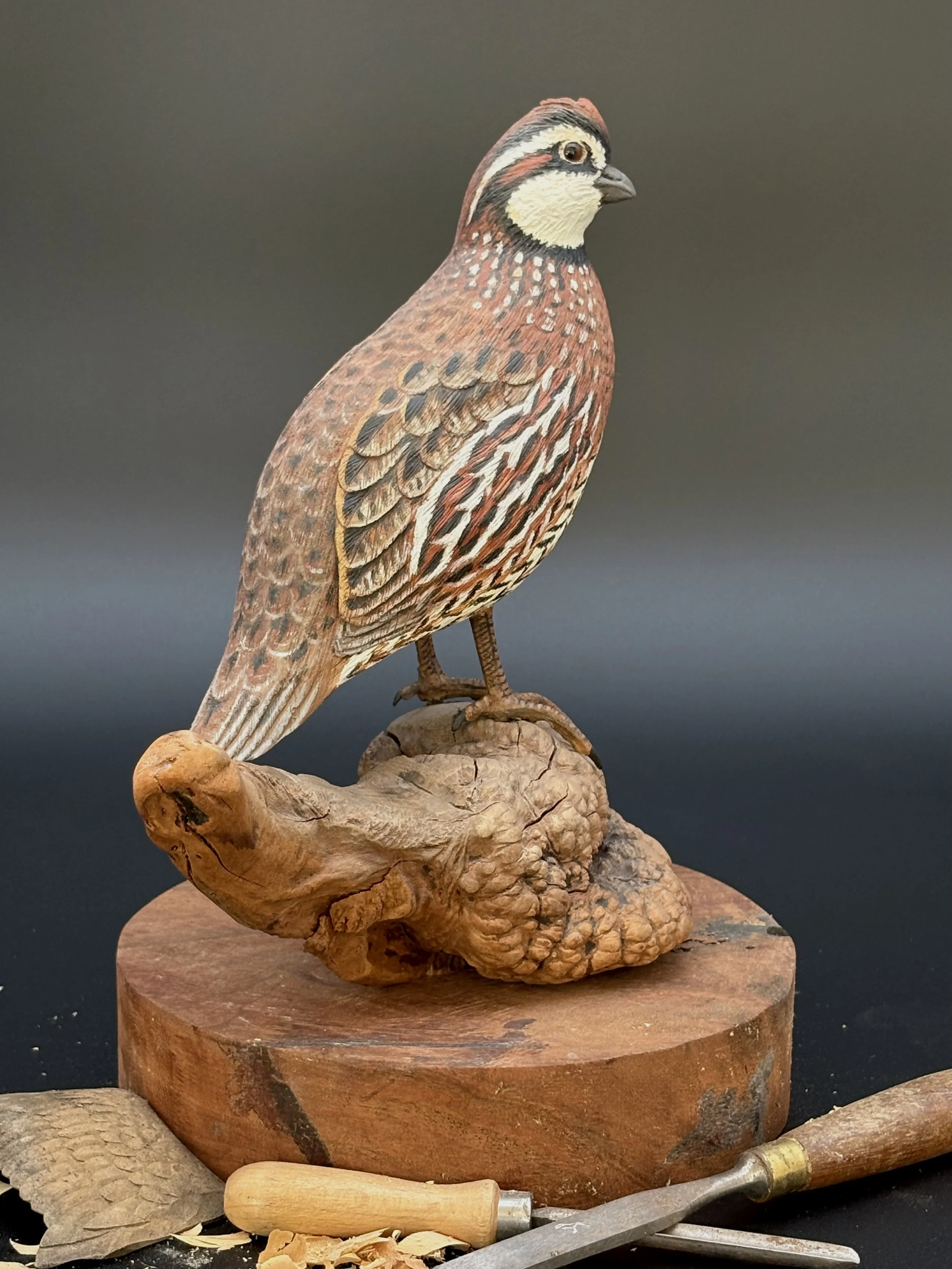 Don Hovie_Bobwhite Quail_017_5.jpeg