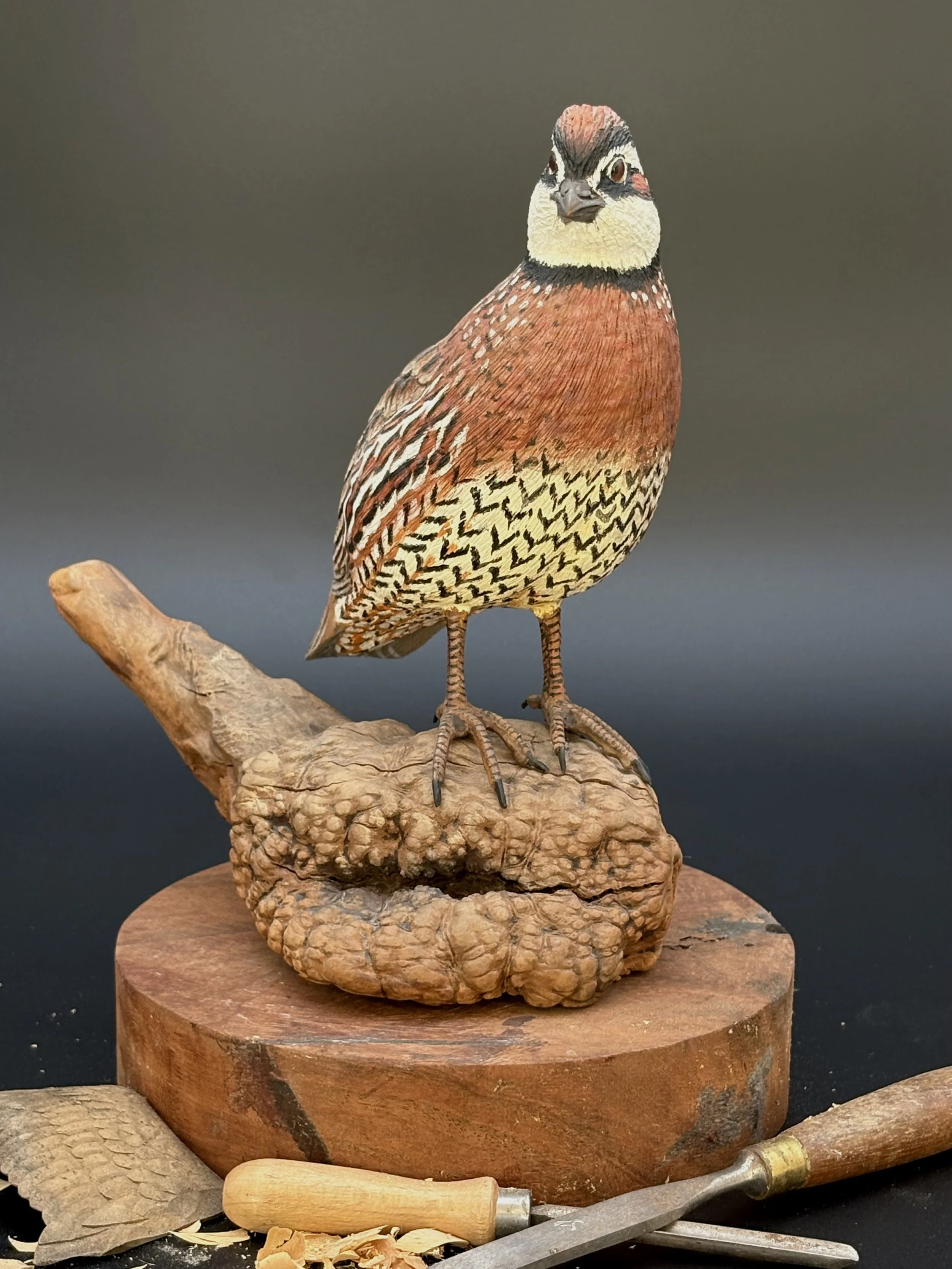 Don Hovie_Bobwhite Quail_017_1.jpeg