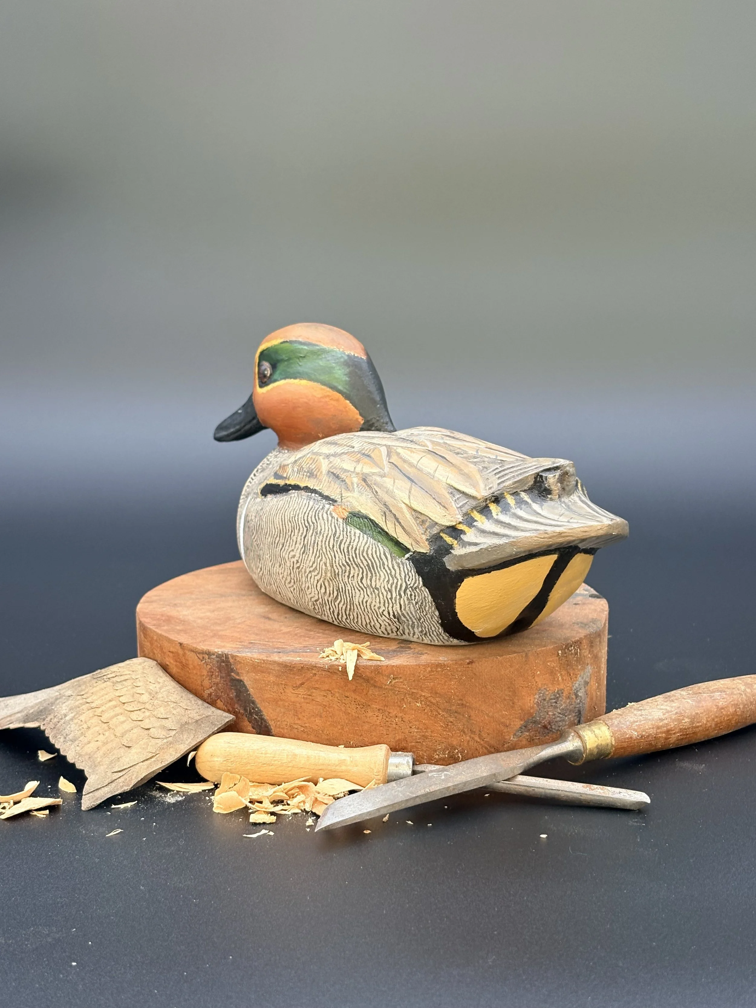 Don Hovie_GreenWingedTeal_0074.jpeg