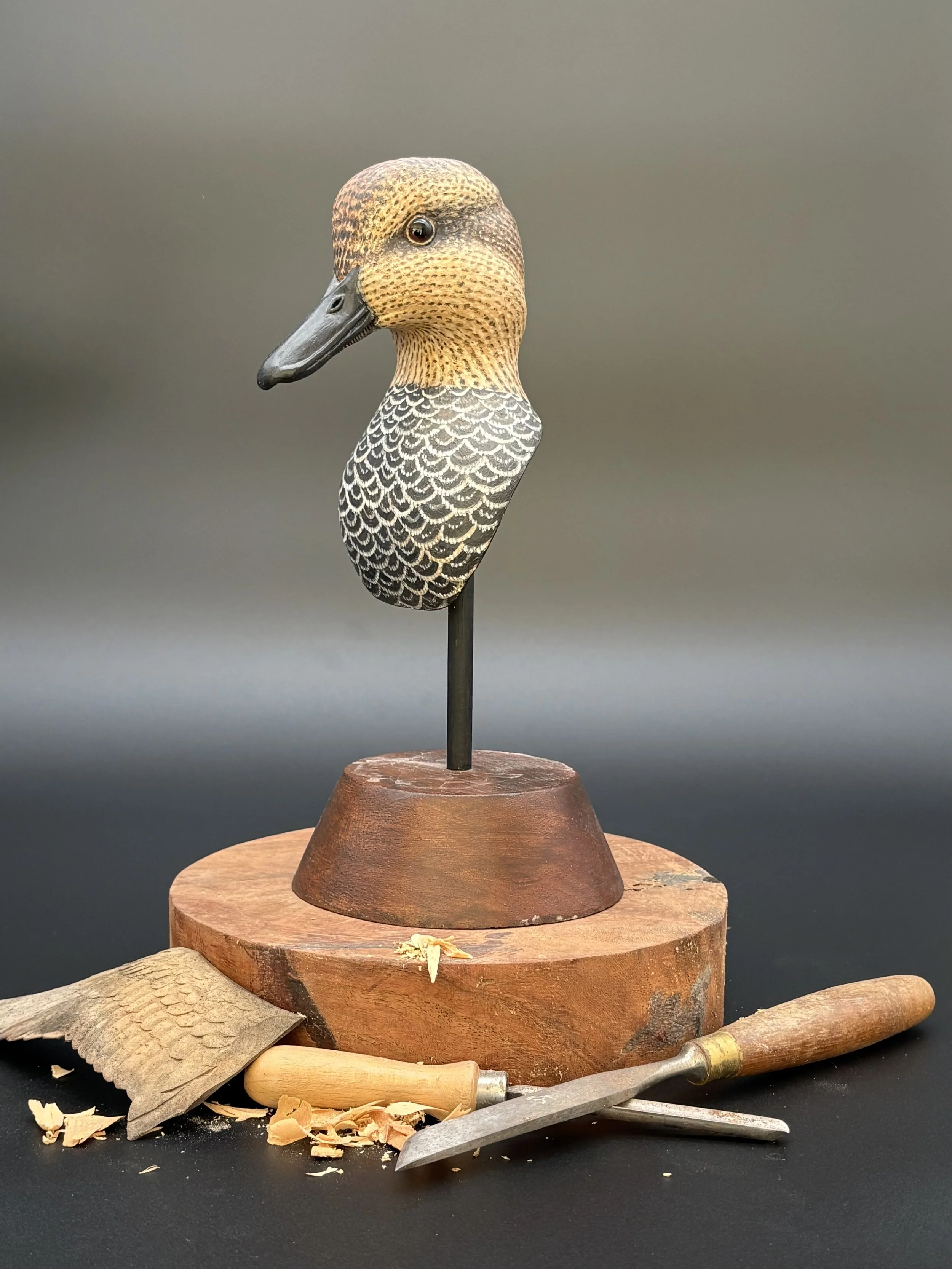 Gadwall Pickleweed Decoy by Don Hovie.