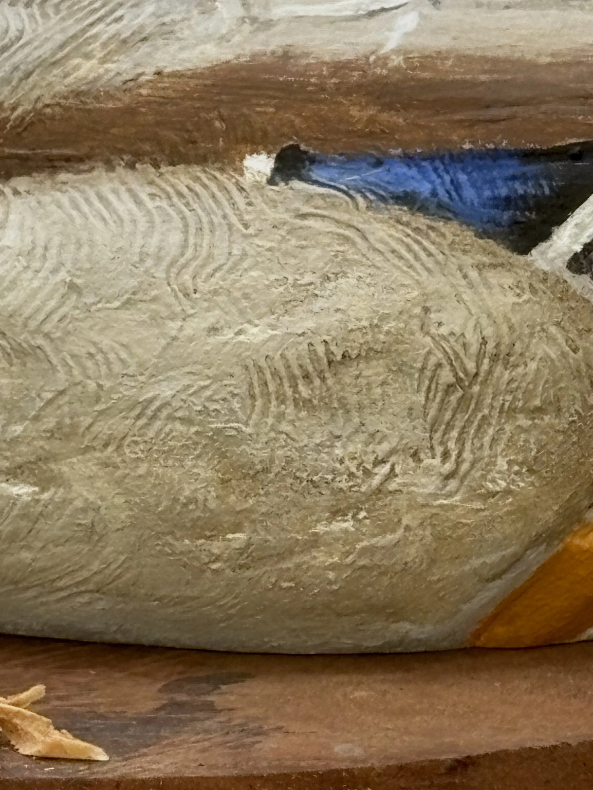 Mallard_012_8.jpeg