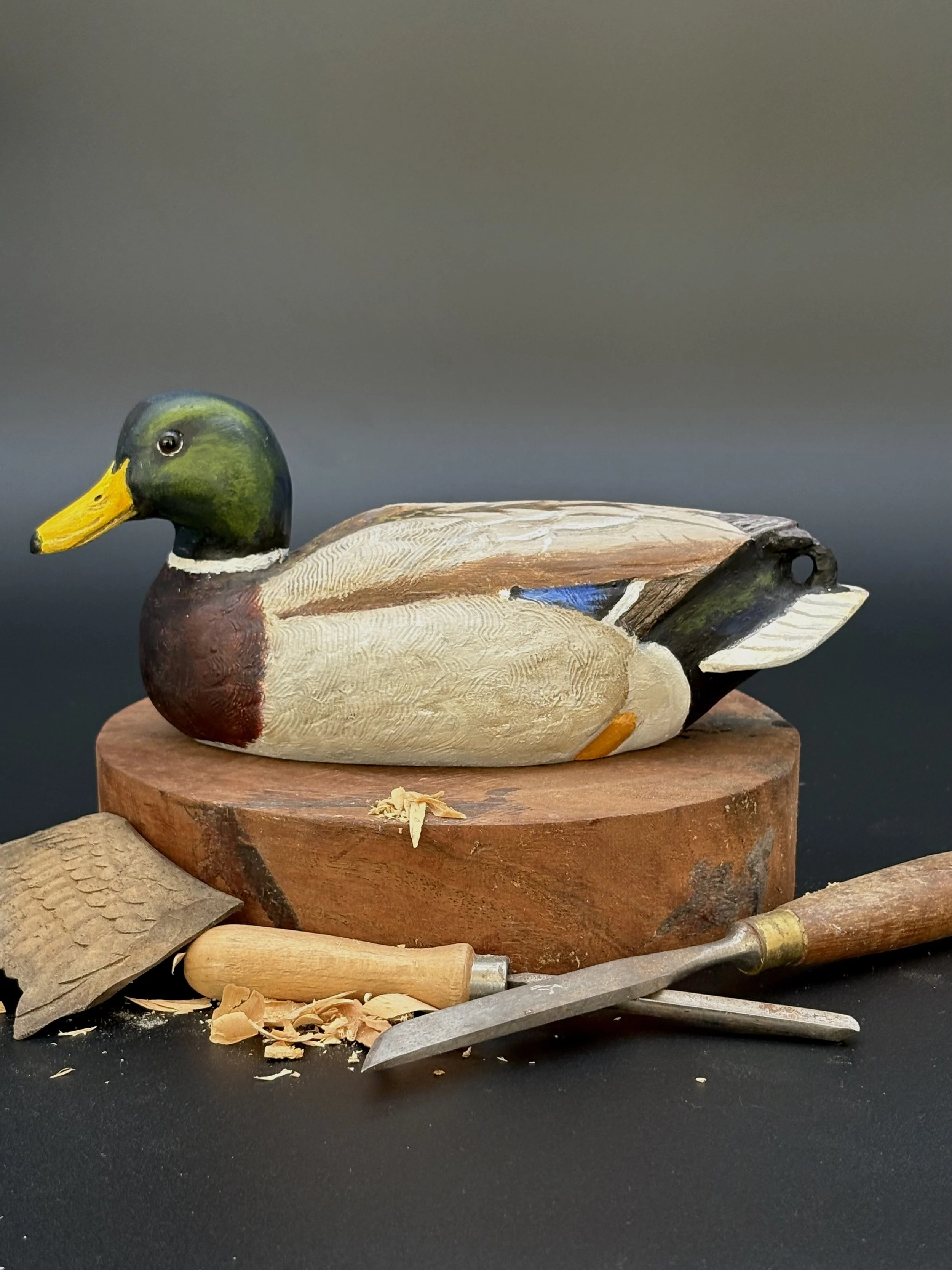 Mallard_012_4.jpeg