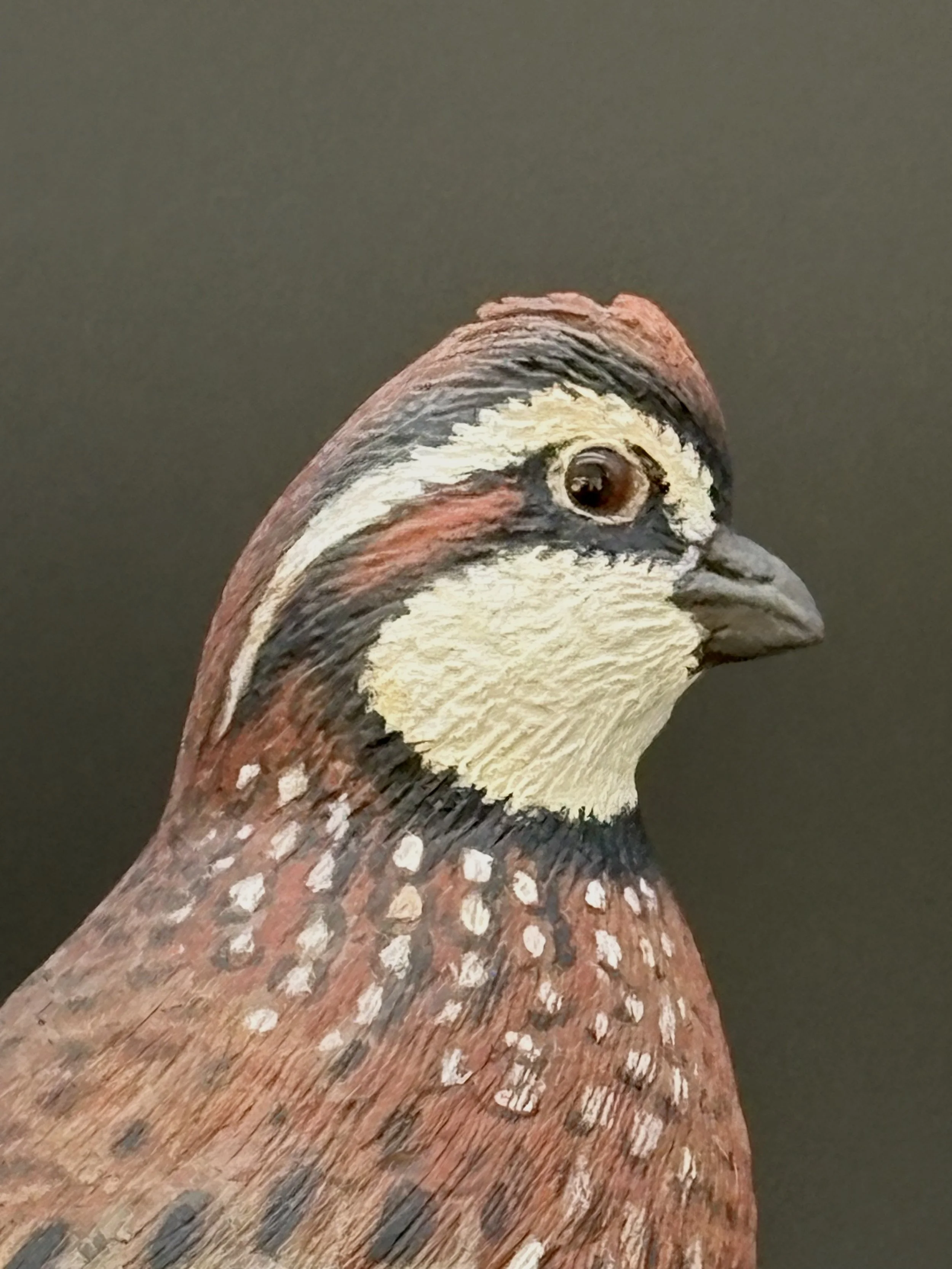 Don Hovie_Bobwhite Quail_017_8.jpeg