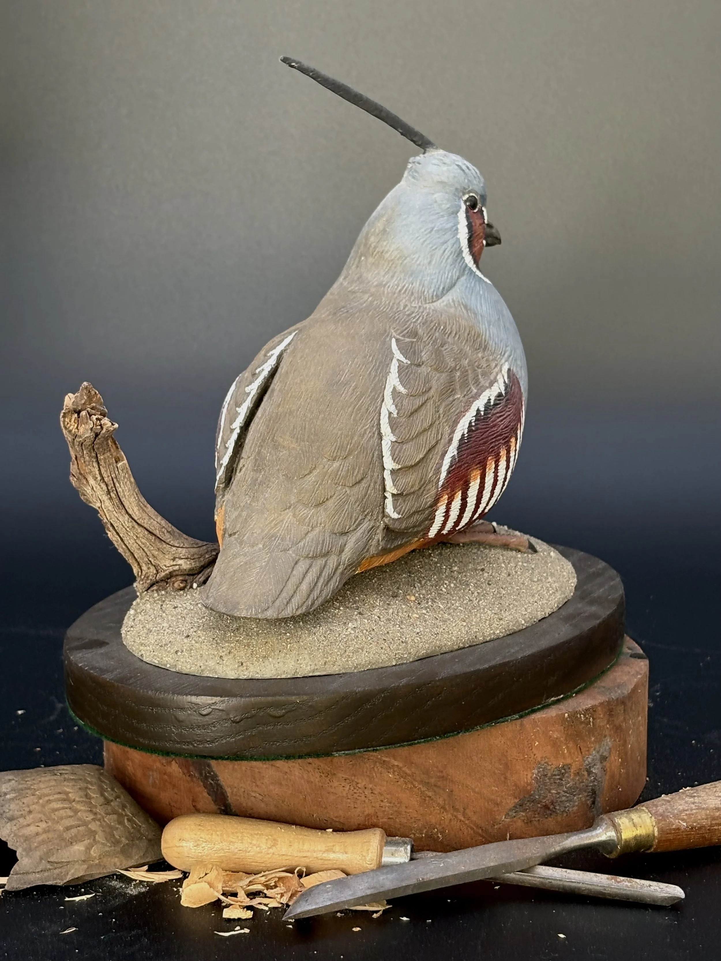 Don Hovie_MountainQuail_021_3.jpeg