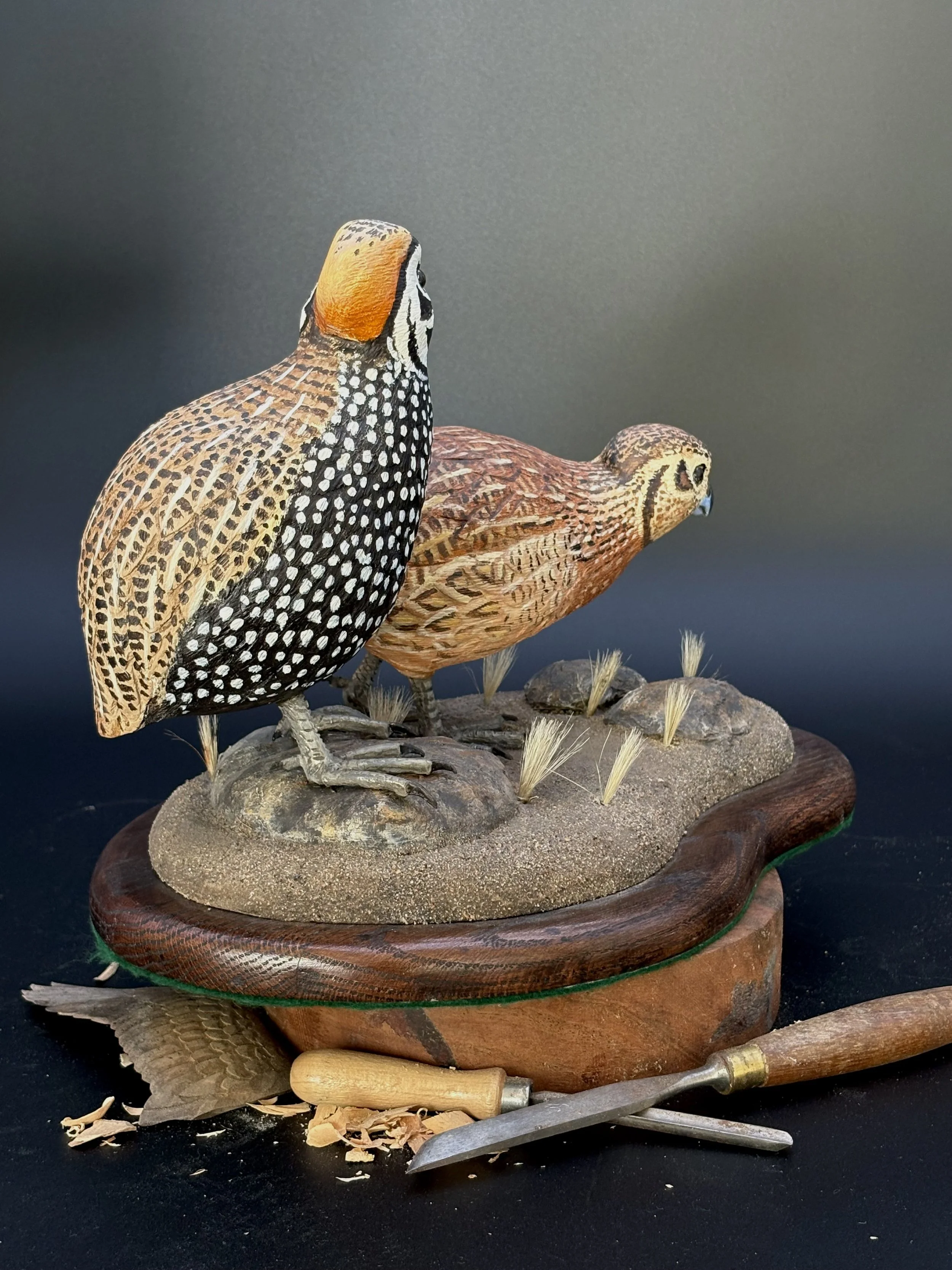 Don Hovie_Montezuma Quail Pair_023_3.jpeg