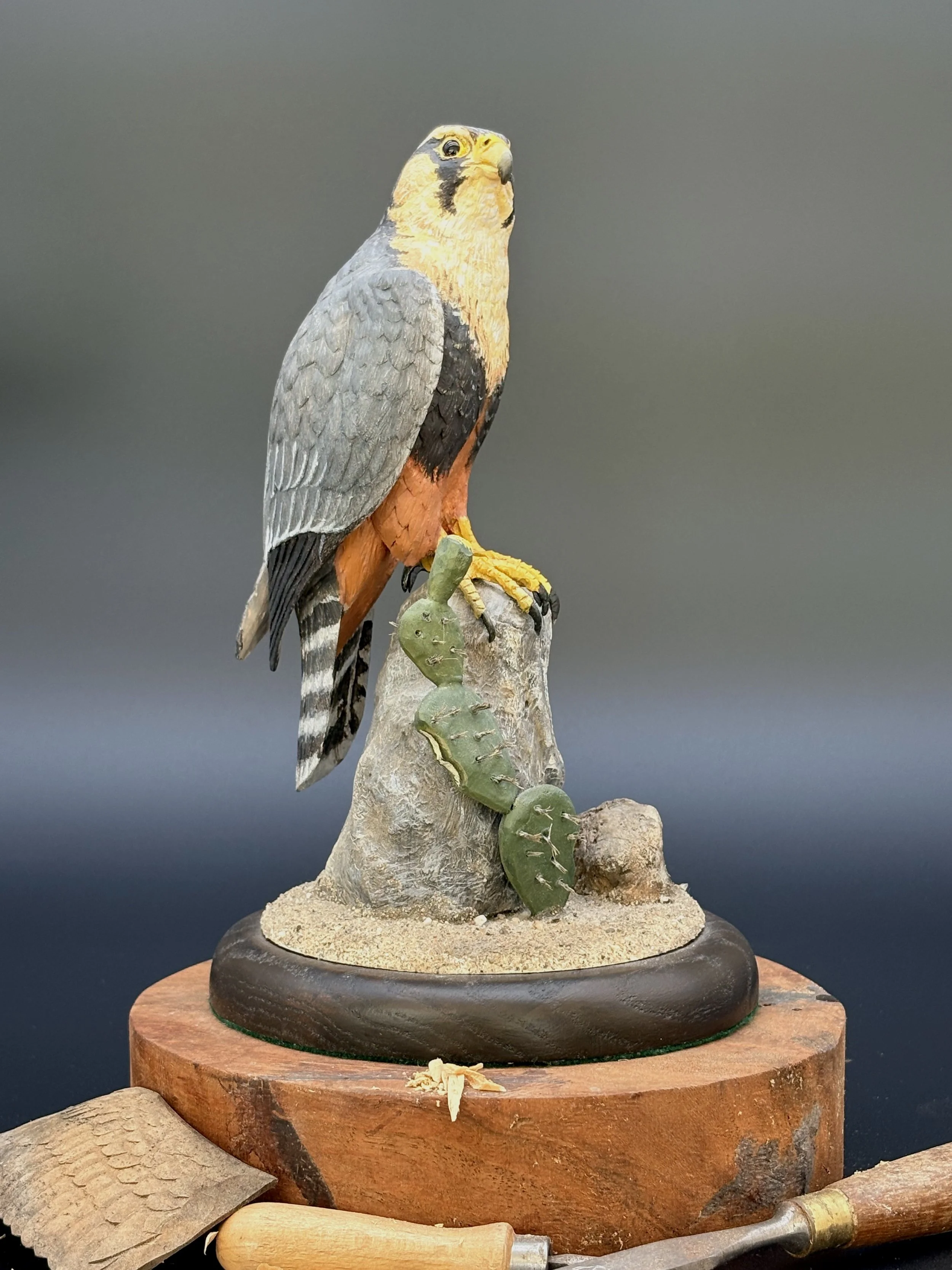 Aplomado Falcon wood carving by Don Hovie