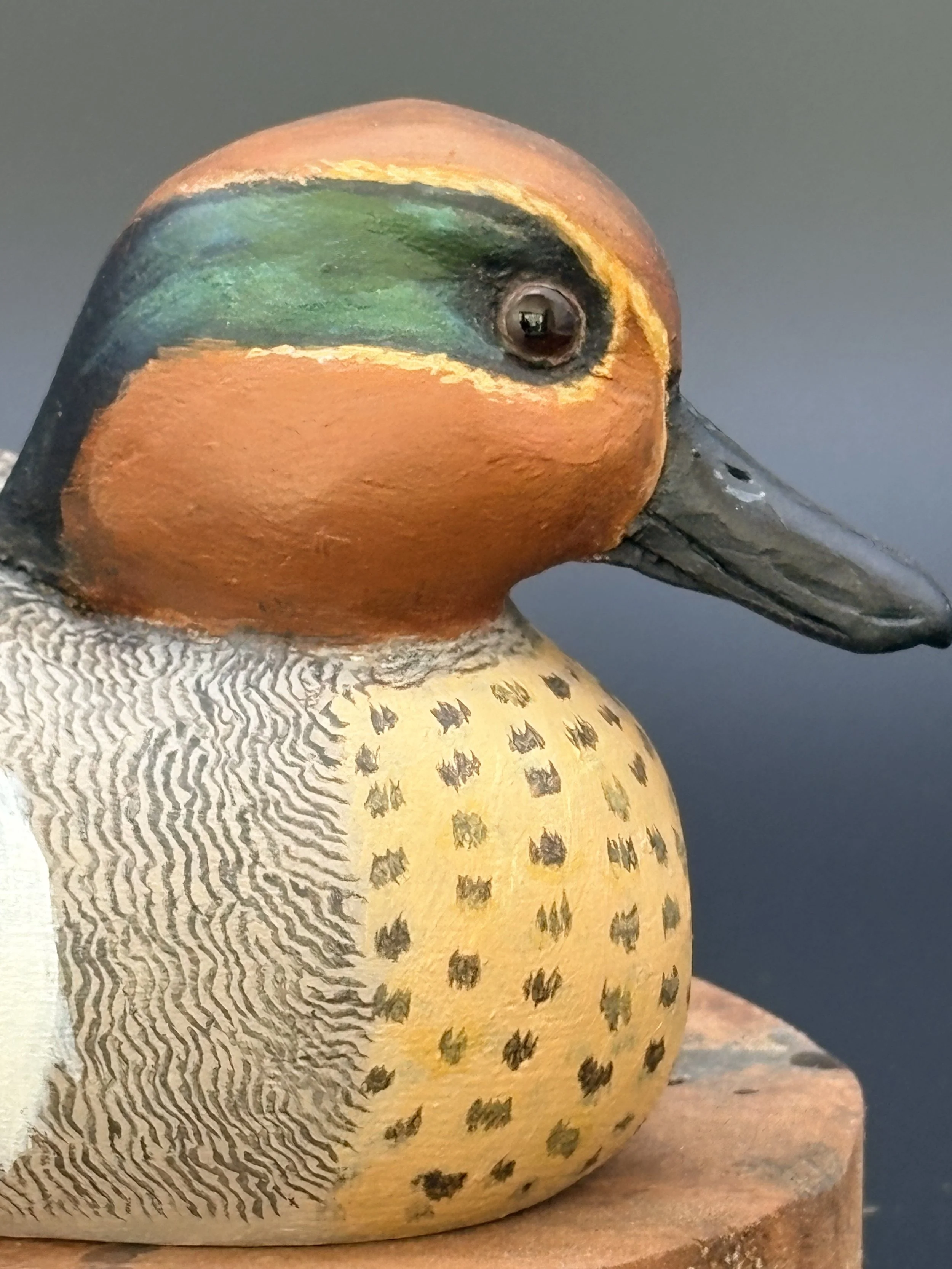 Don Hovie_GreenWingedTeal_0077.jpeg