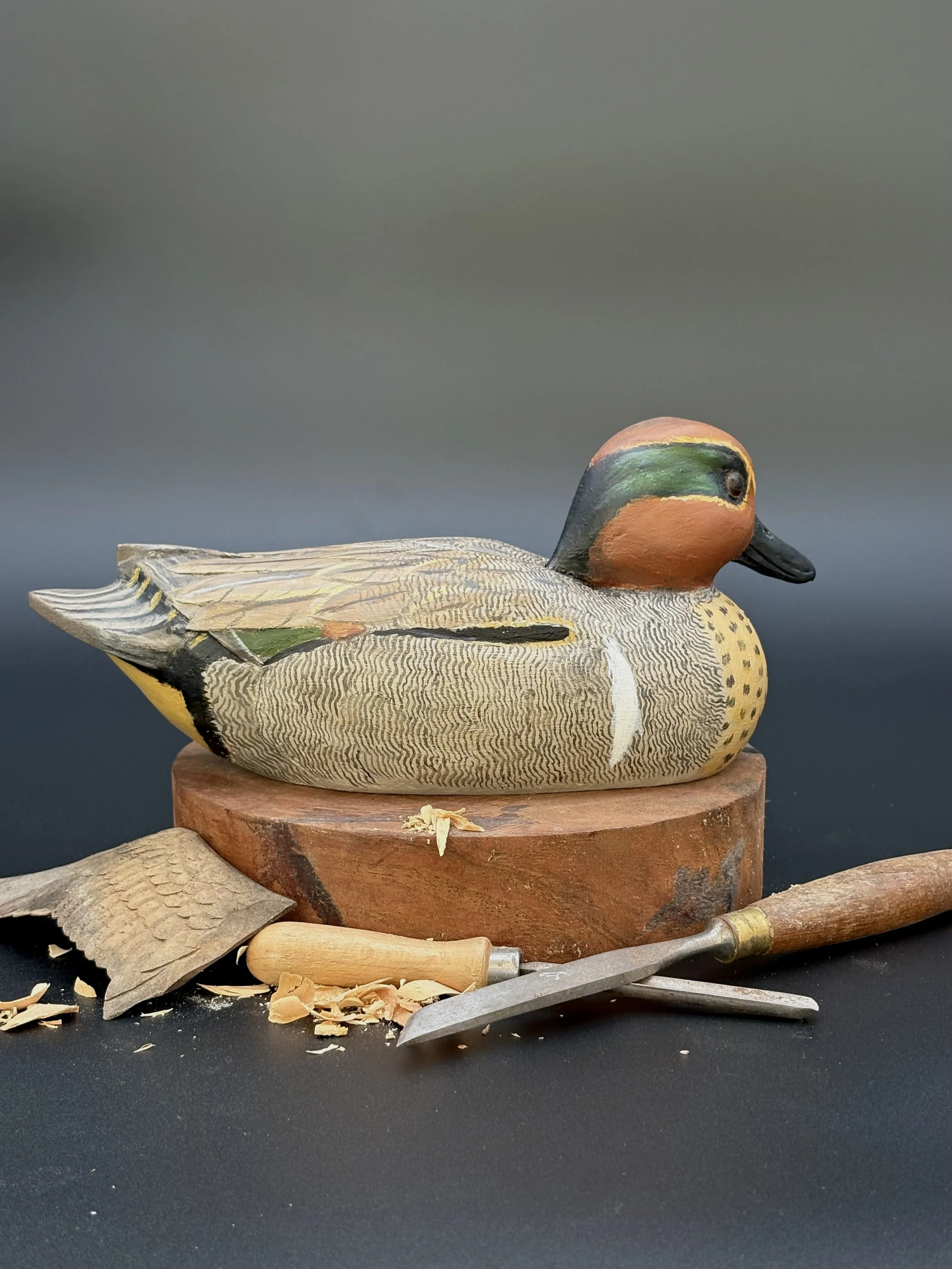 Don Hovie_GreenWingedTeal_007_5.jpeg