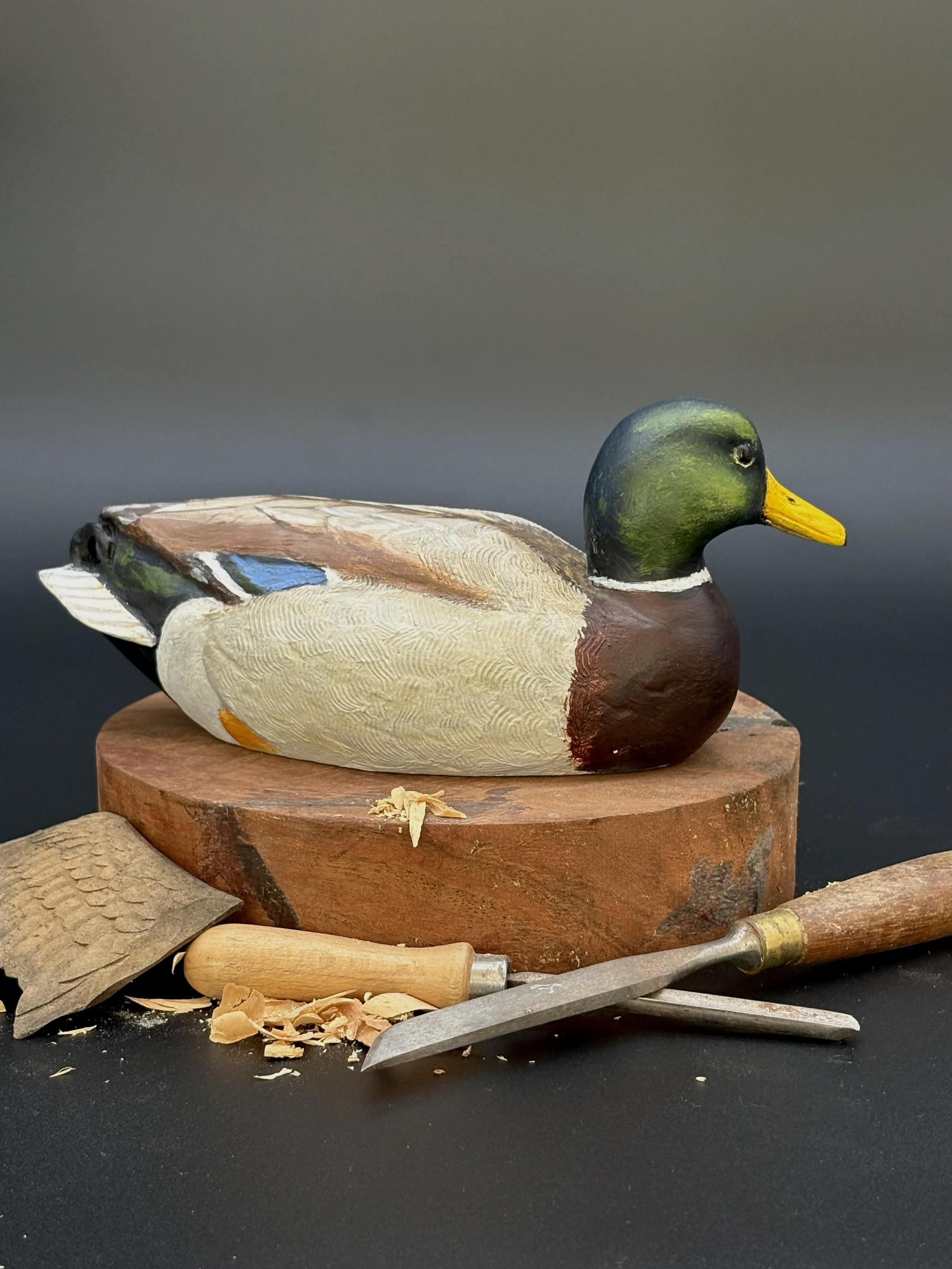 Mallard_012_1.jpeg