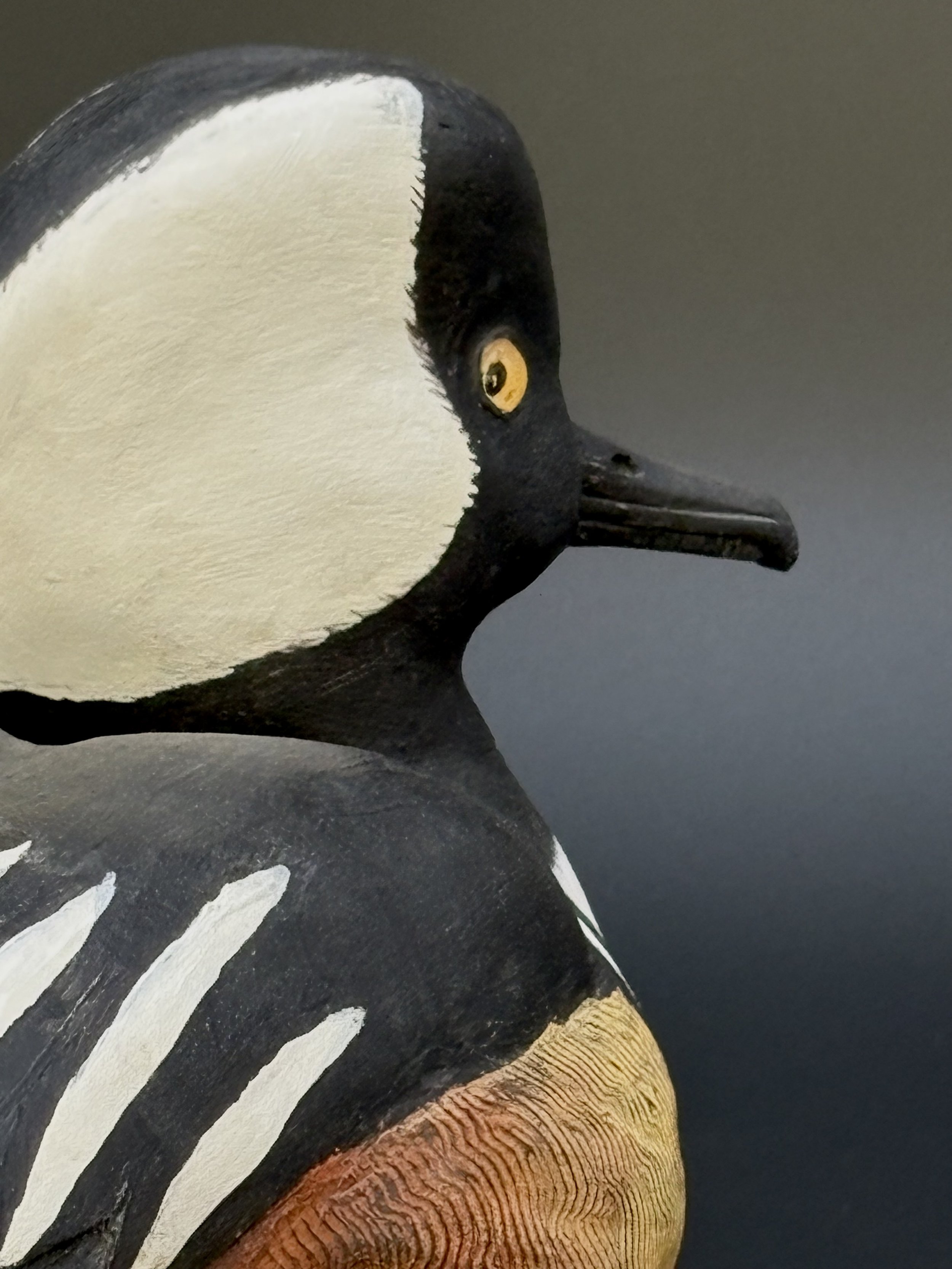Don Hovie_Hooded Merganser_017_7.jpeg