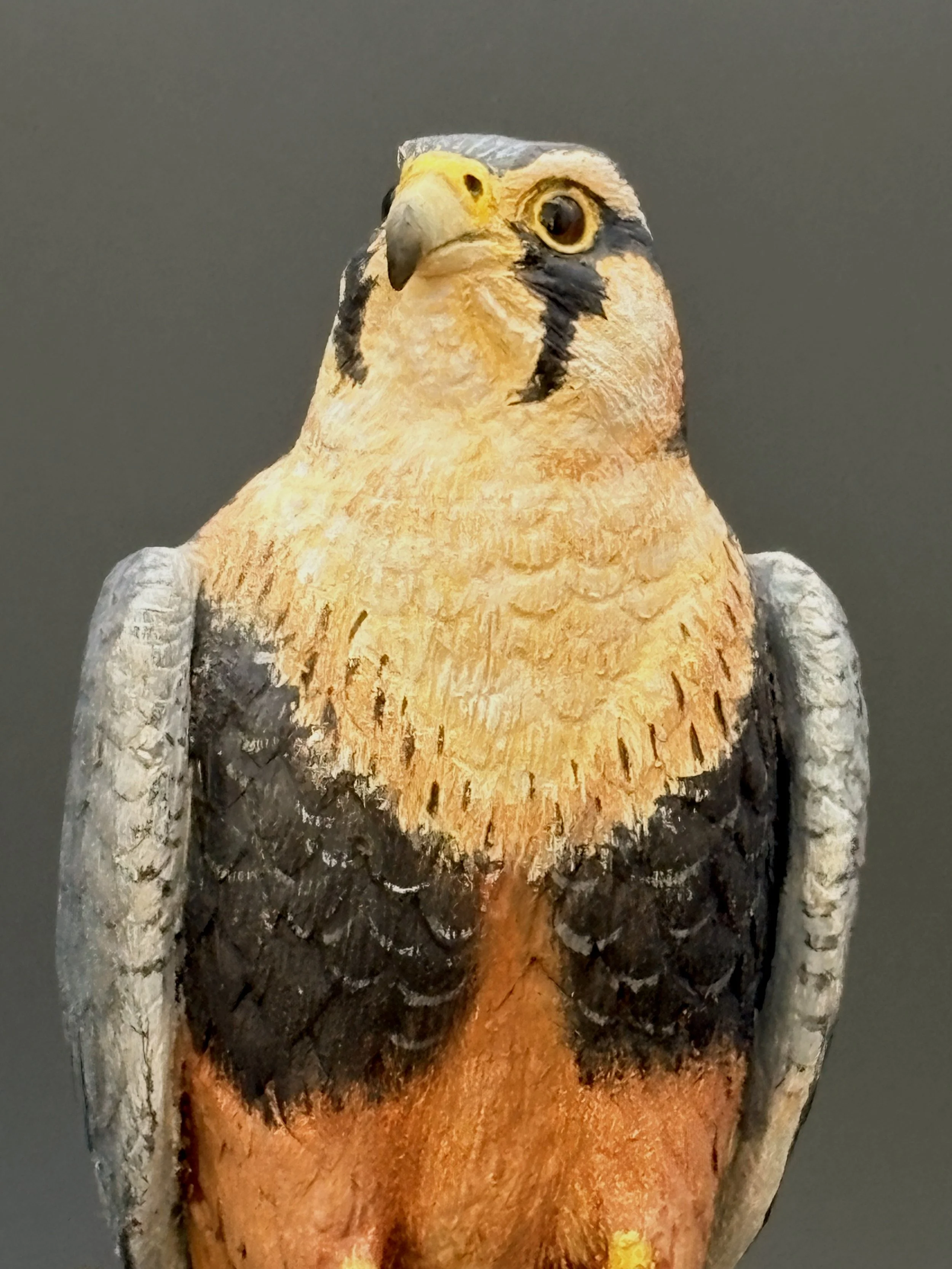 Aplomado Falcon wood carving by Don Hovie