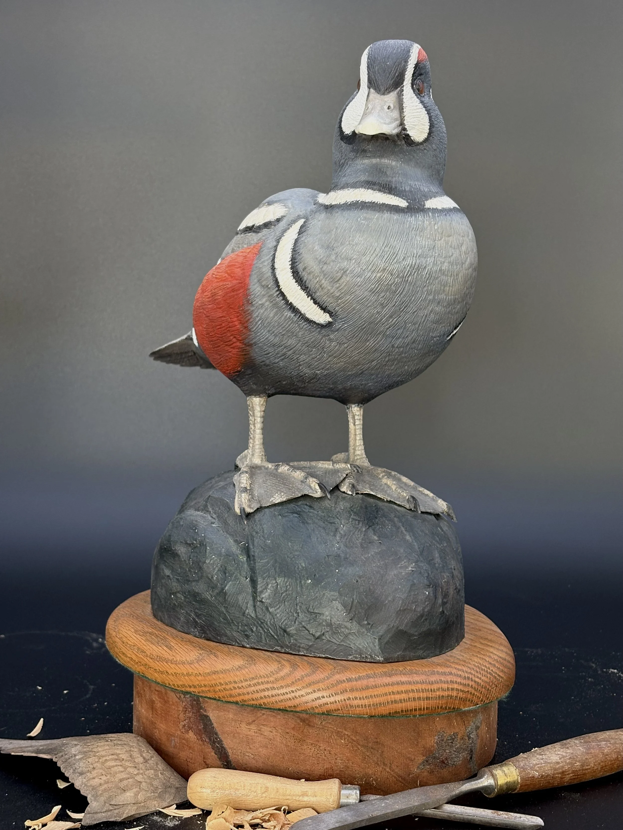 Don Hovie_Harlequin Duck_020_2.jpeg
