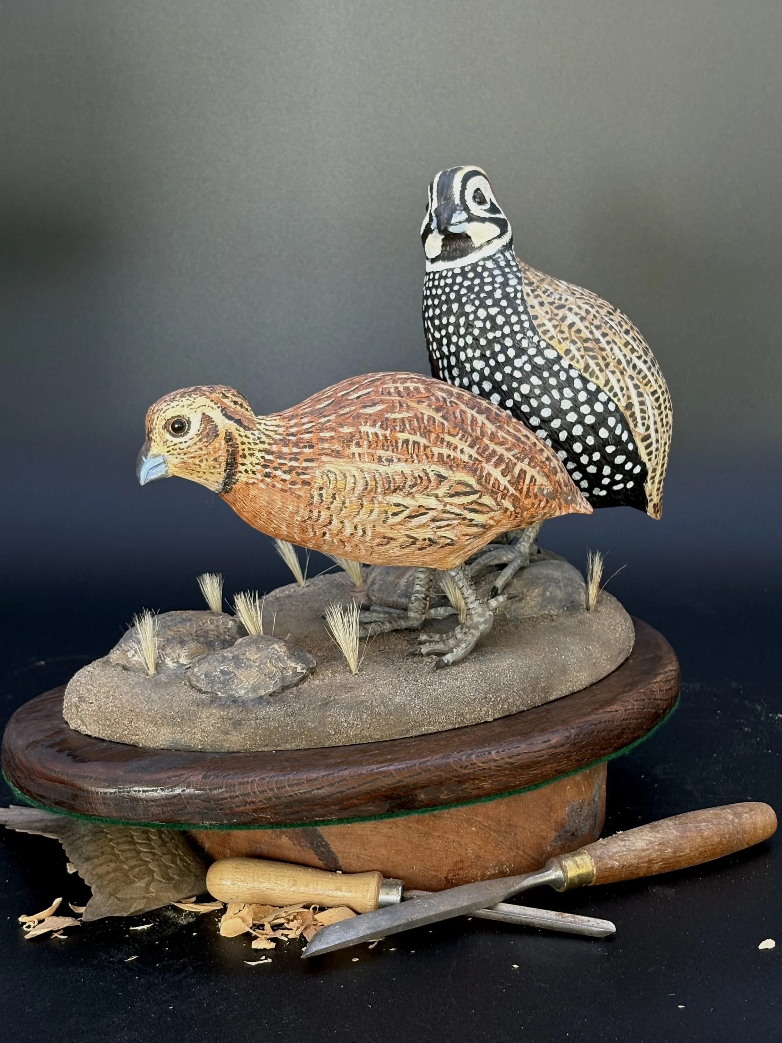 Don Hovie_Montezuma Quail Pair_023_6.jpeg