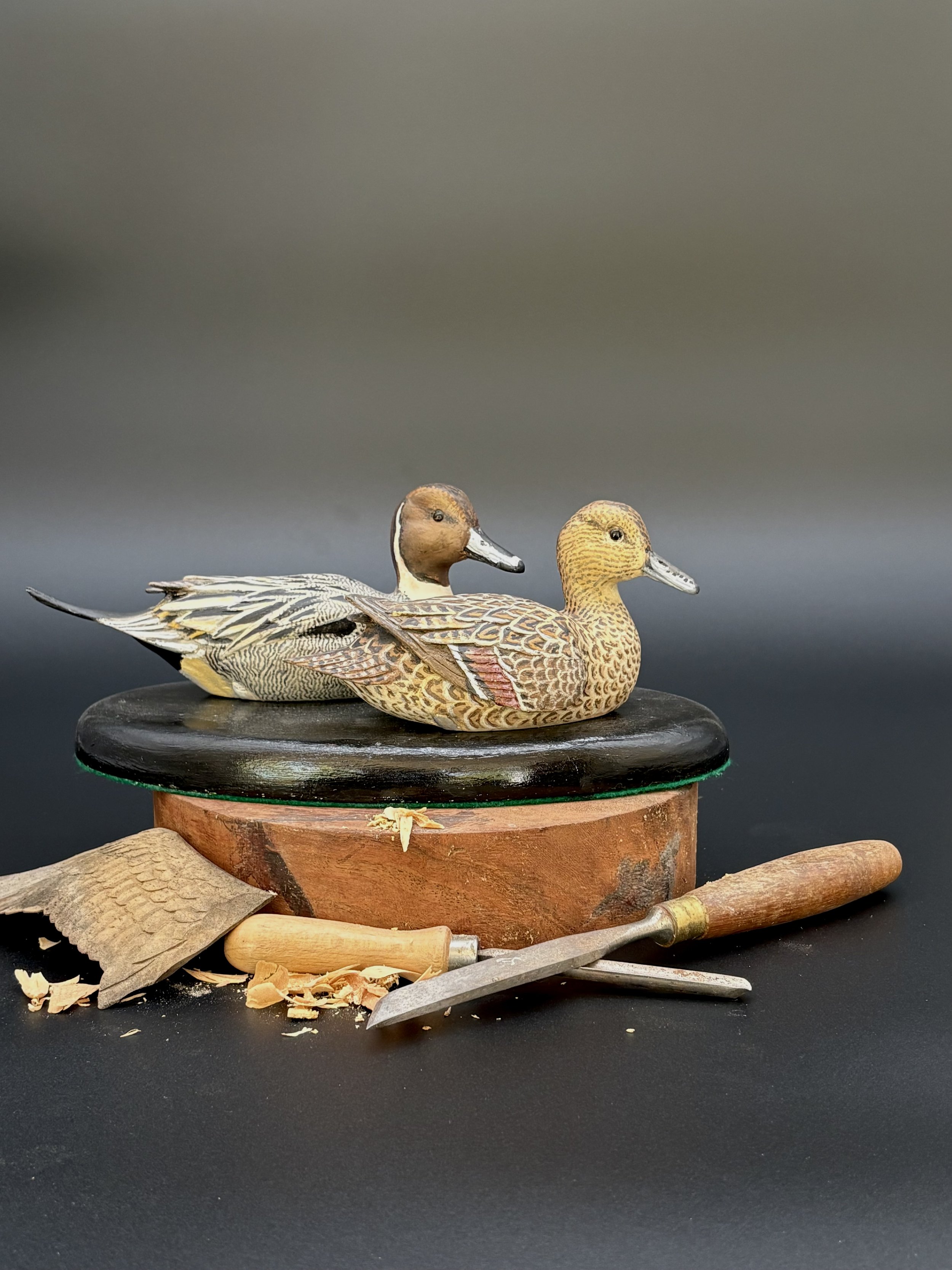 Northern Pintail Pair