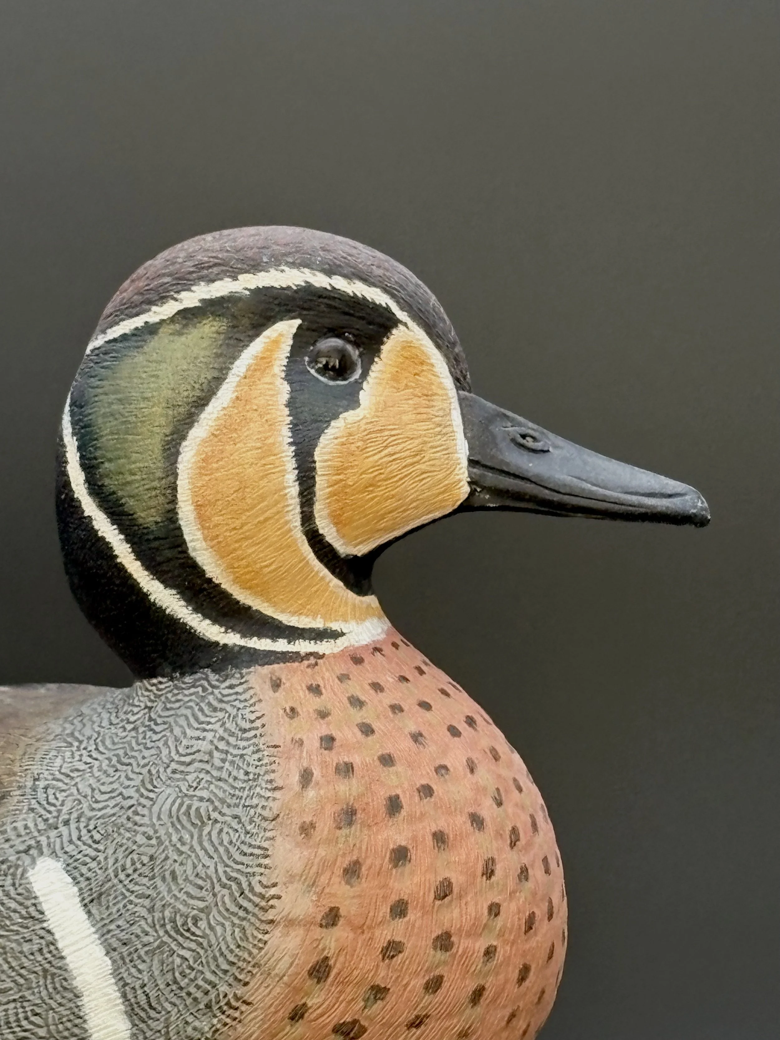 Baikal Teal