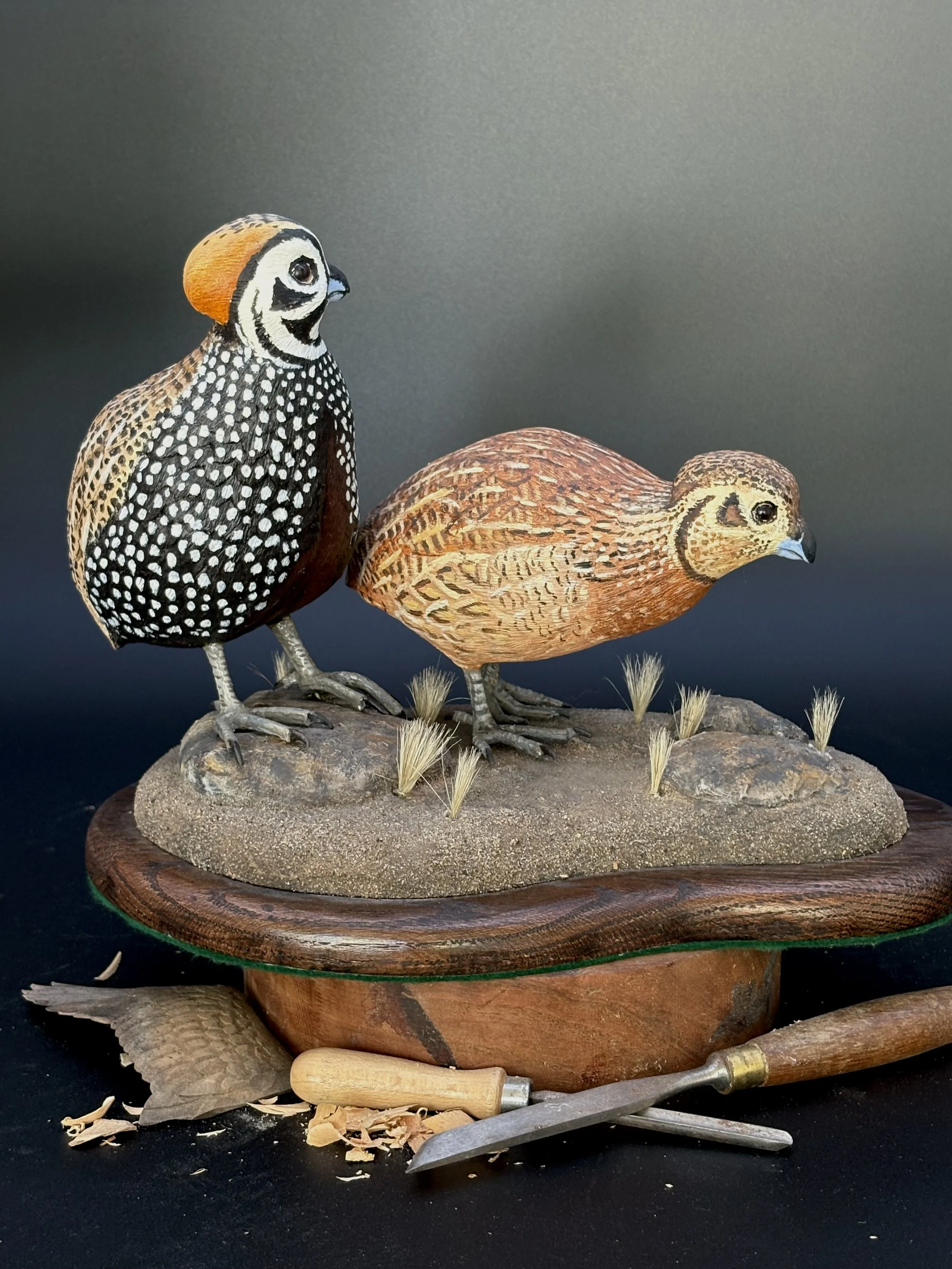 Don Hovie_Montezuma Quail Pair_023_2.jpeg