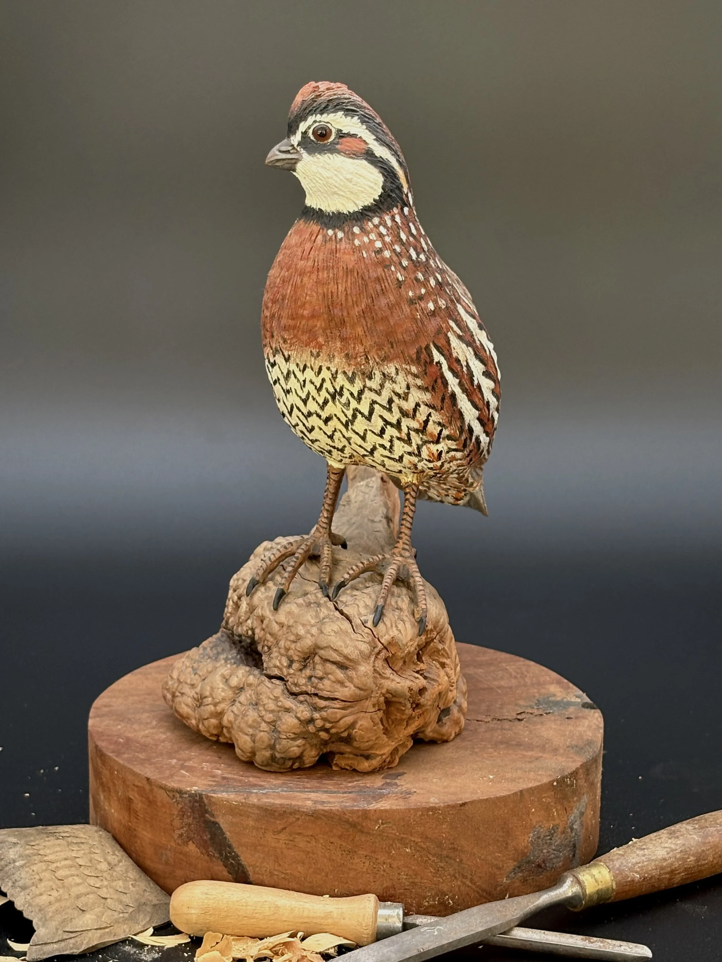 Don Hovie_Bobwhite Quail_017_2.jpeg