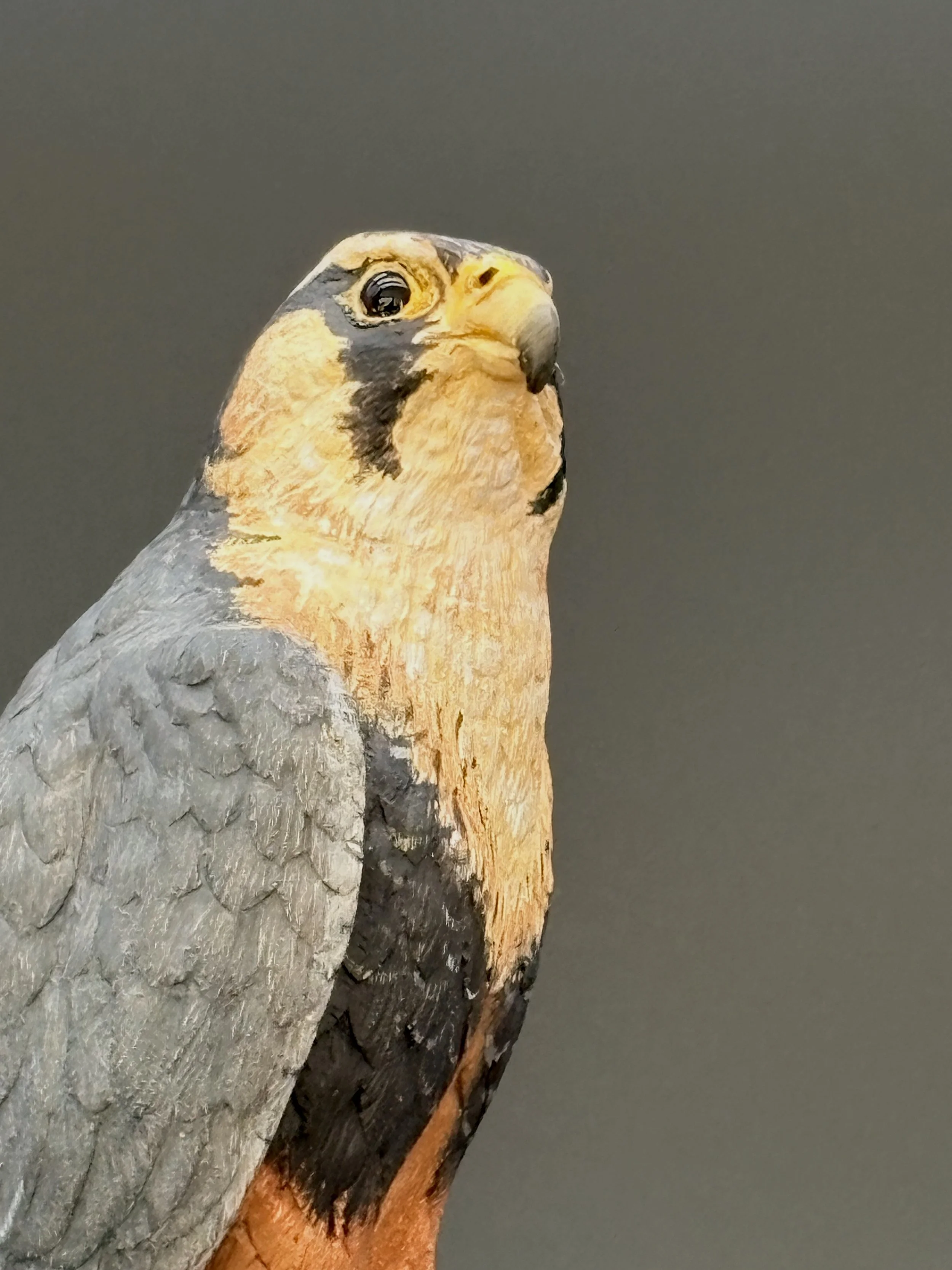 Aplomado Falcon