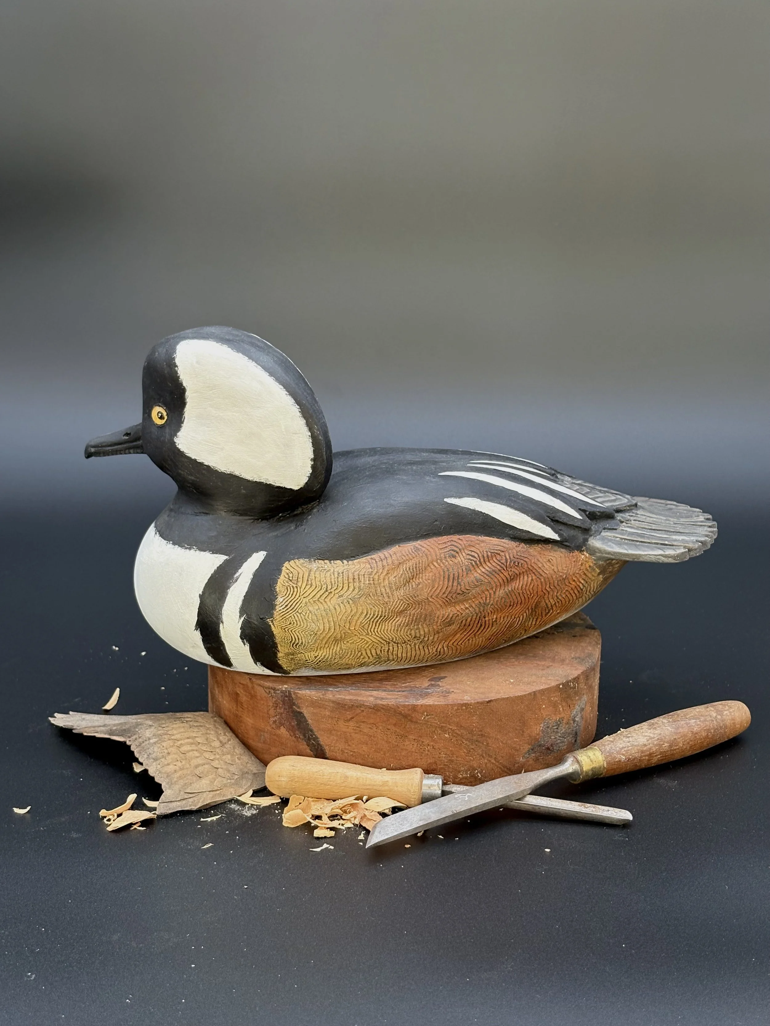 Don Hovie_Hooded Merganser_017_4.jpeg