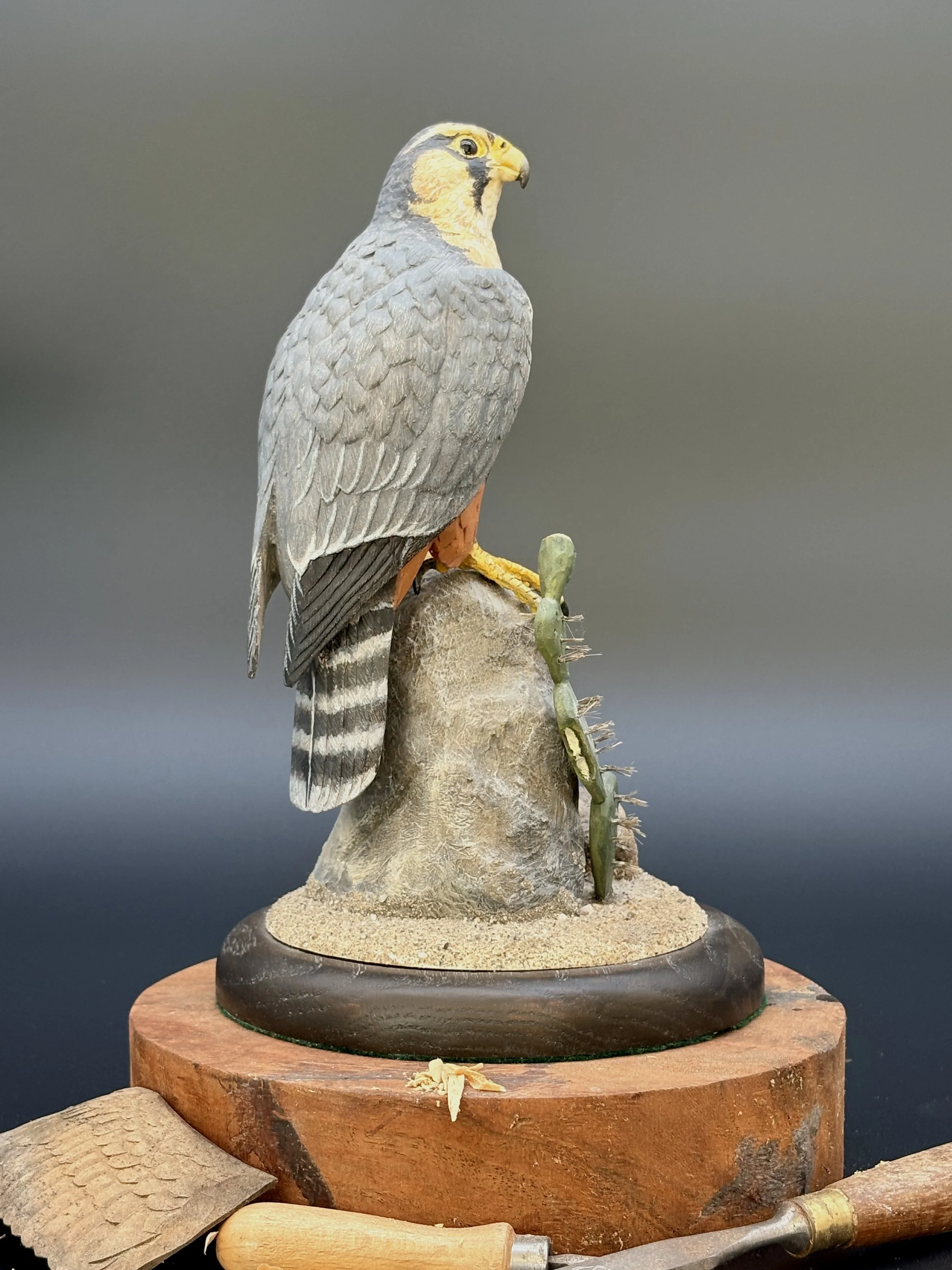Aplomado Falcon wood carving by Don Hovie