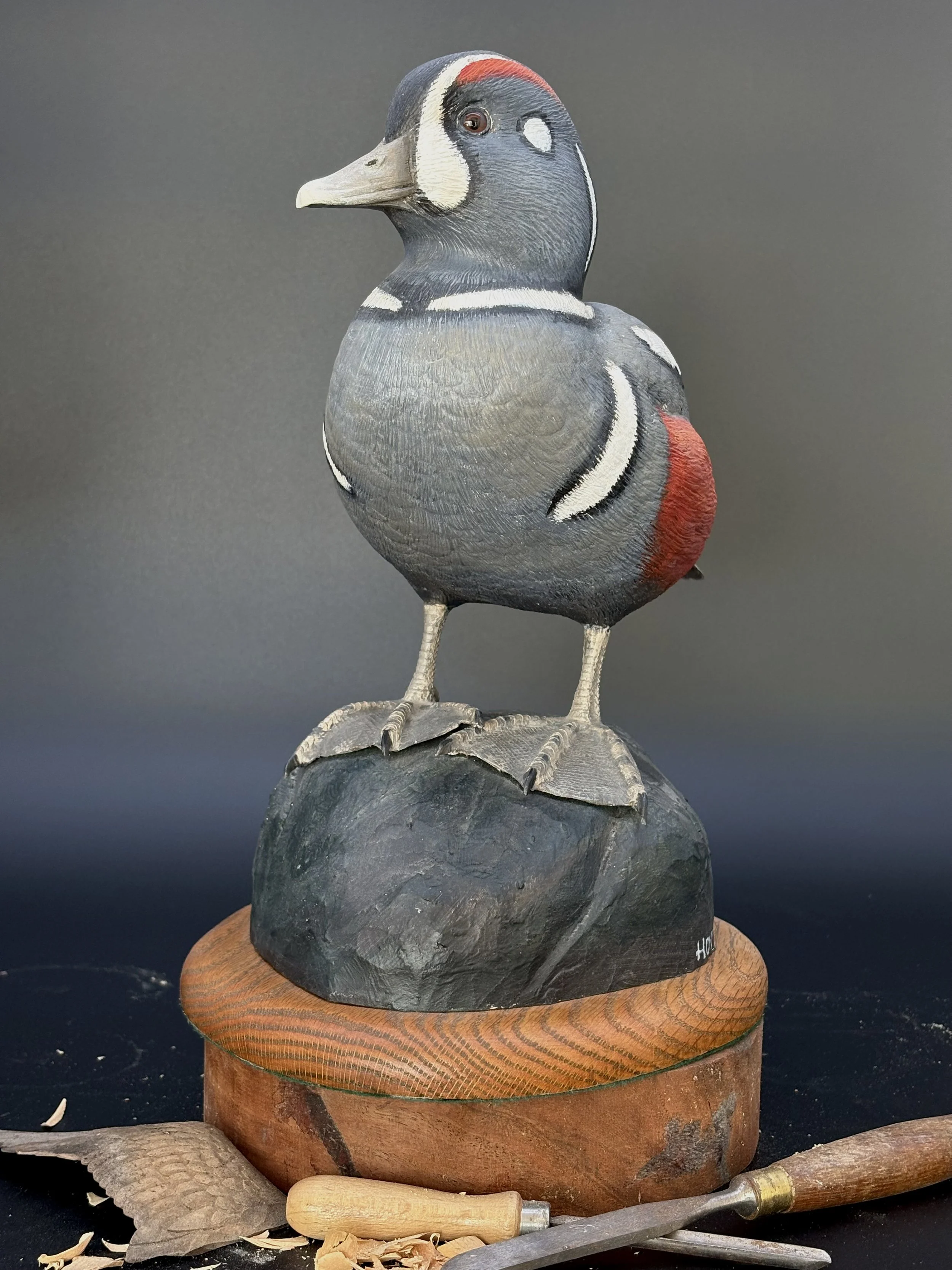 Don Hovie_Harlequin Duck_020_3.jpeg