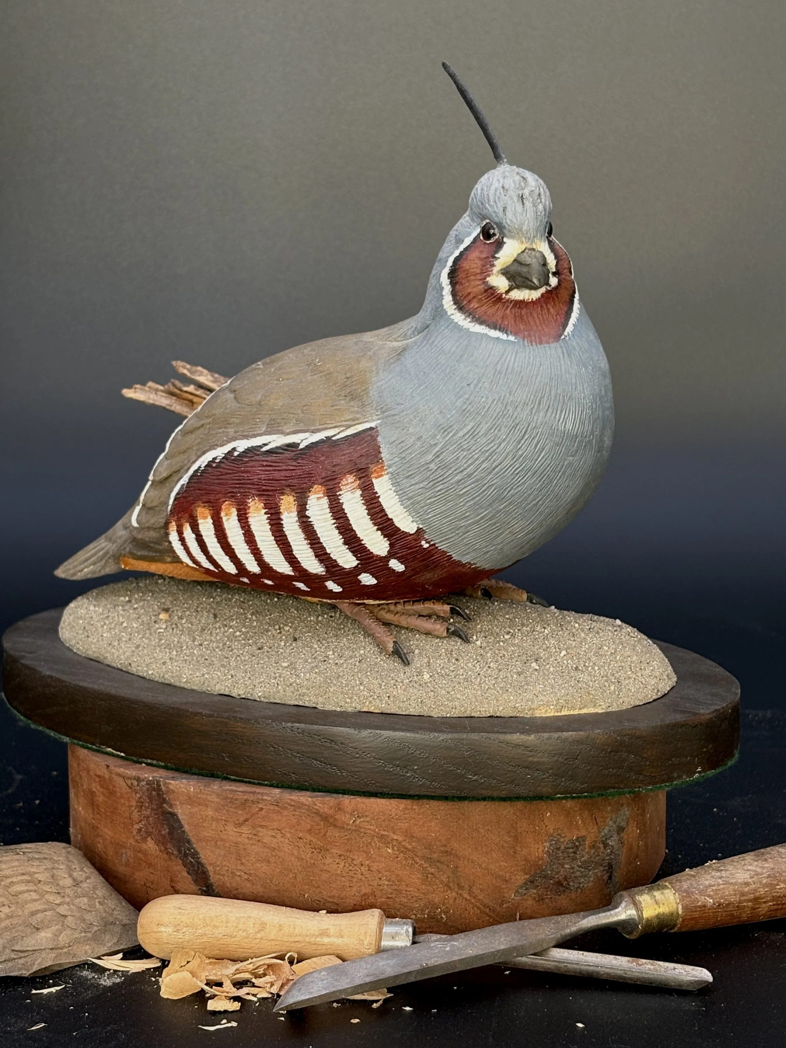 Don Hovie_MountainQuail_021_1.jpeg