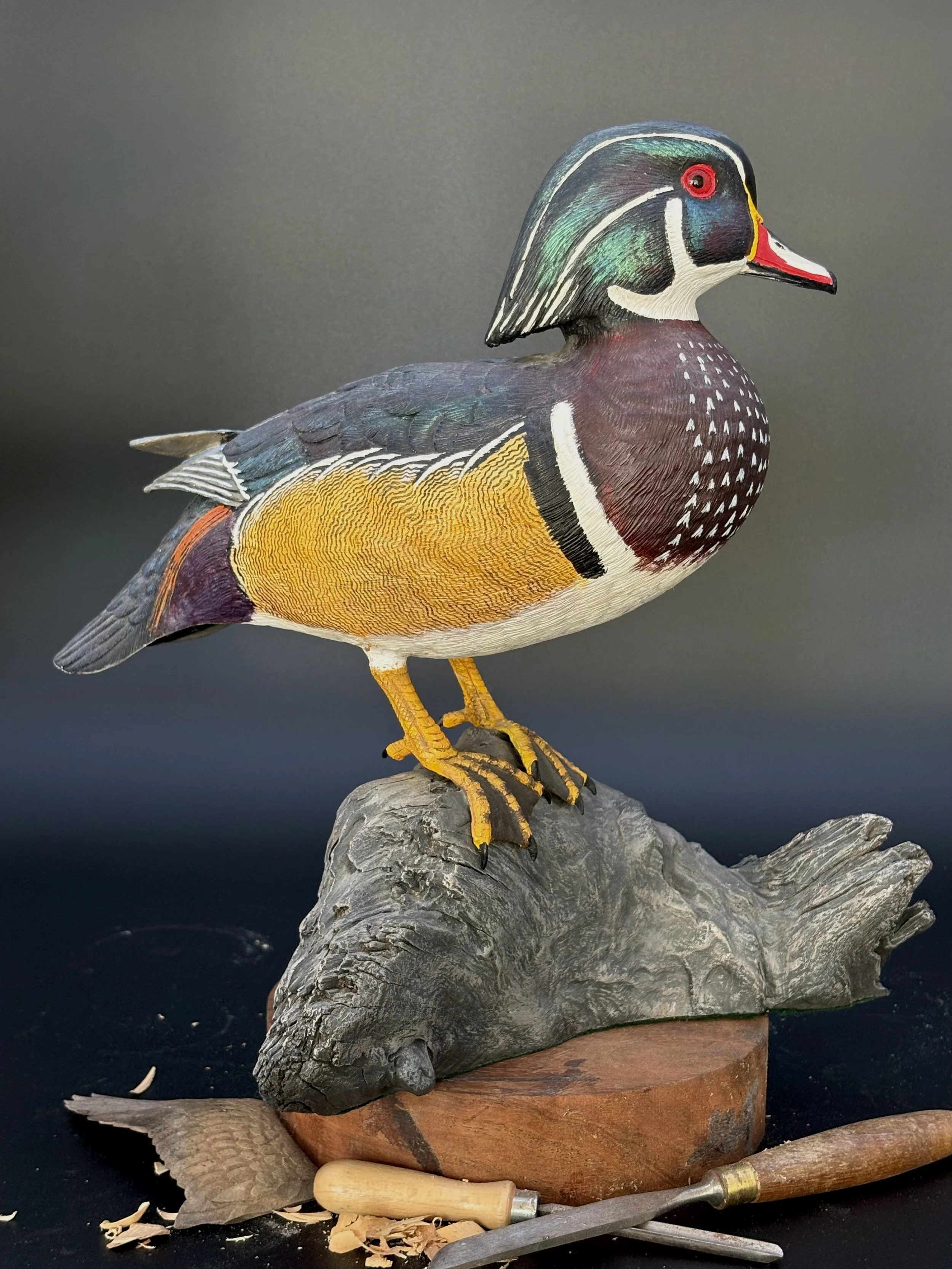 Don Hovie_Male Wood Duck on Log_022_2.jpeg