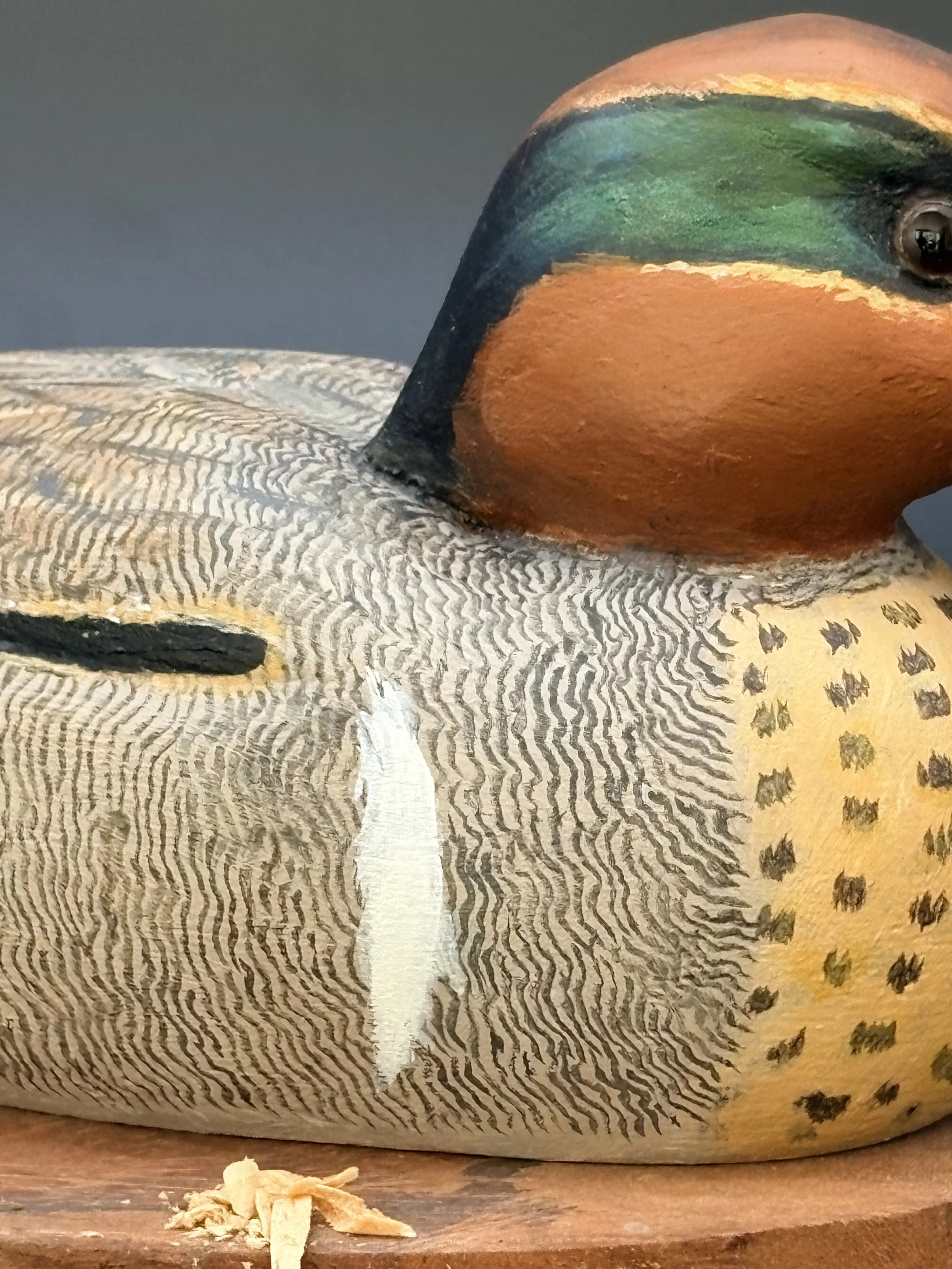 Don Hovie_GreenWingedTeal_0078.jpeg